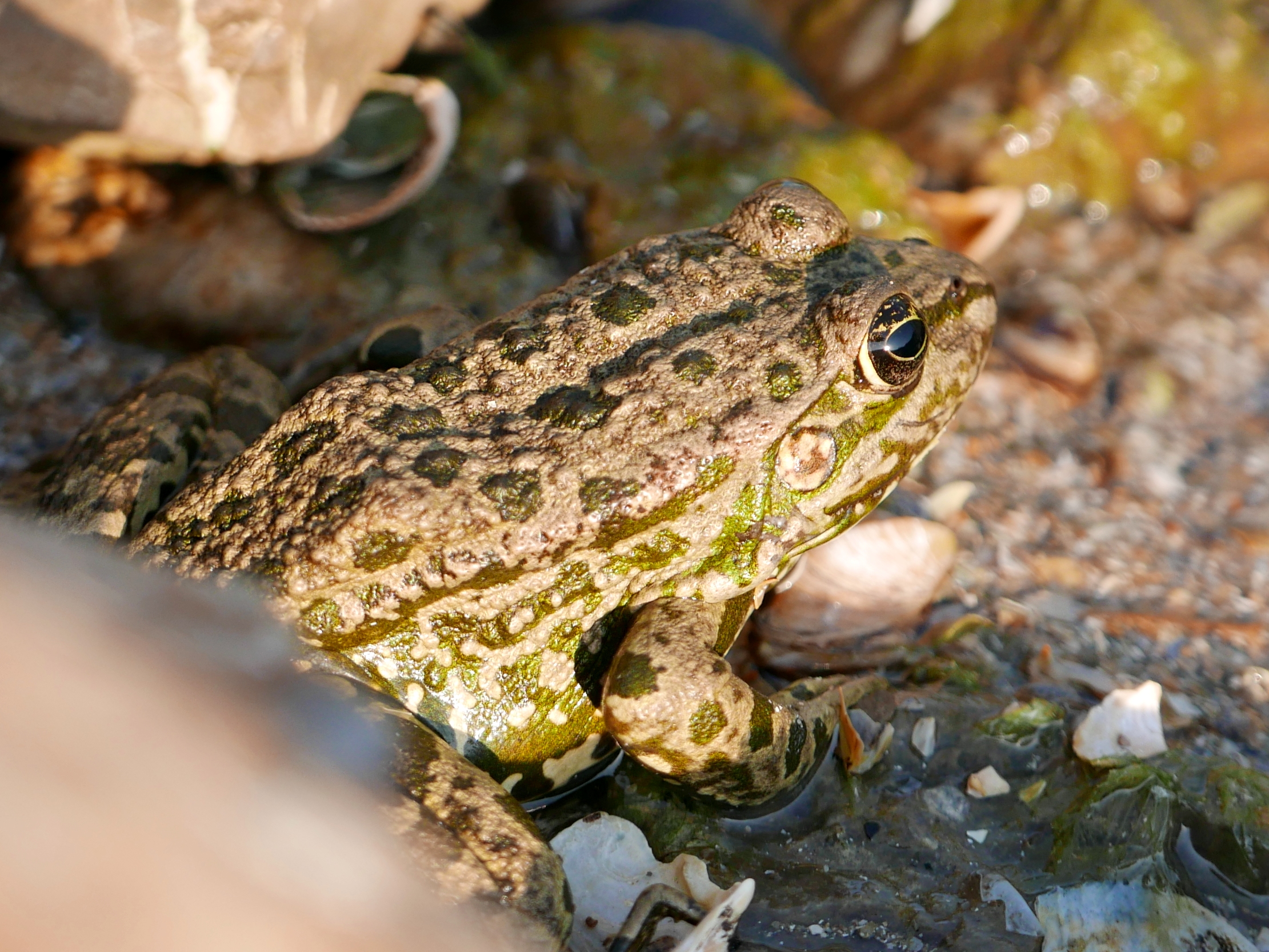Frog portrait