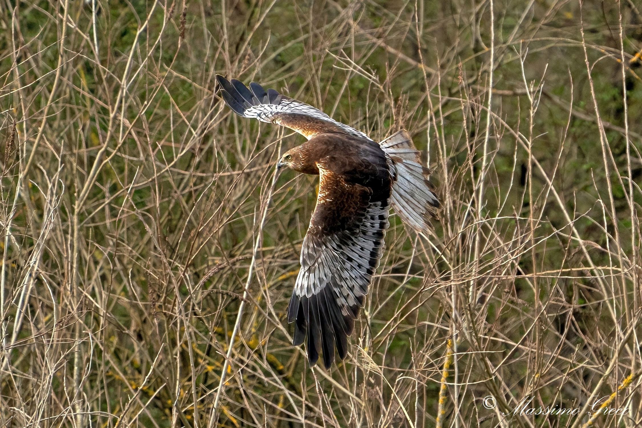 Marsh falcon -male