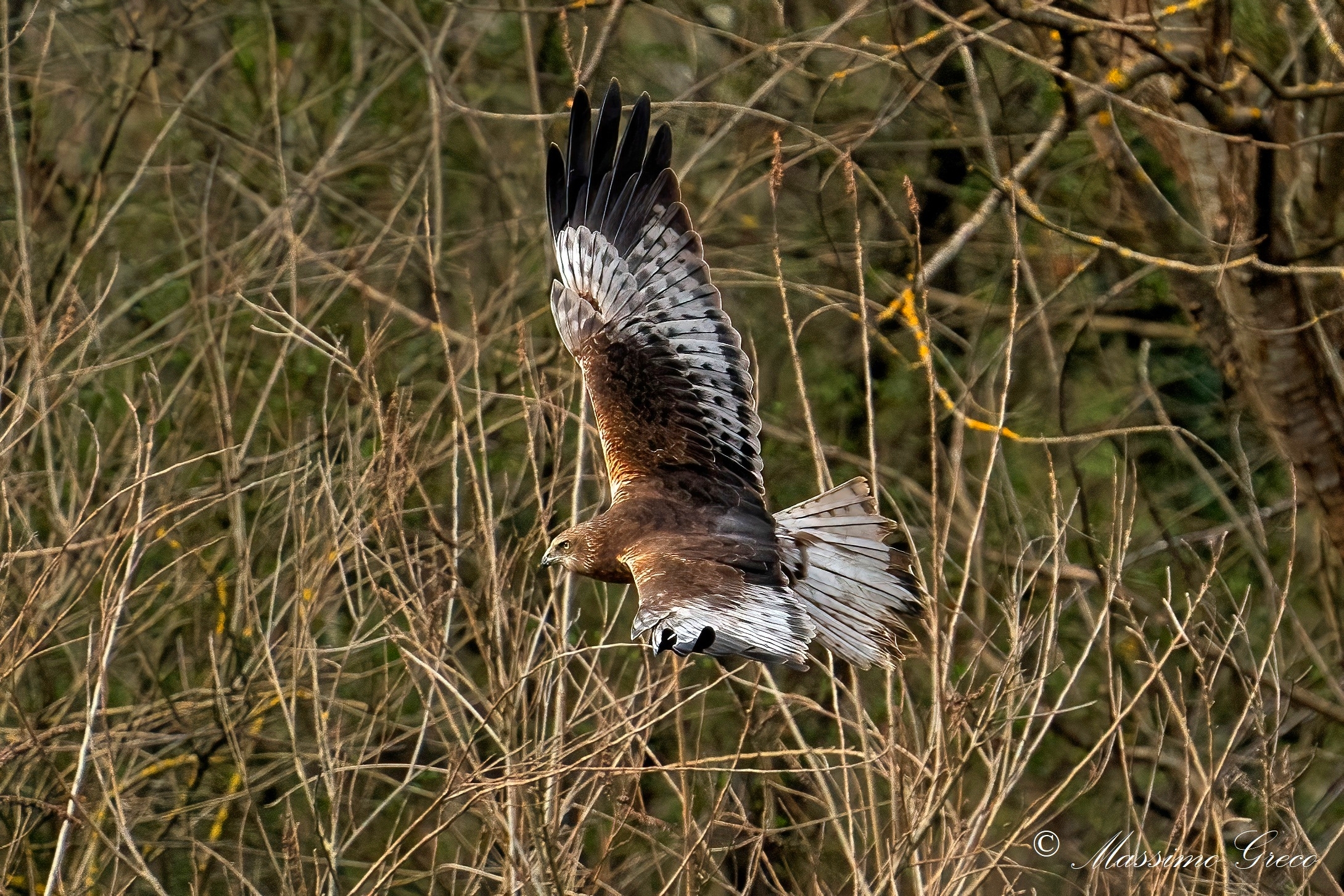 Marsh falcon (Circus aeruginosus) male