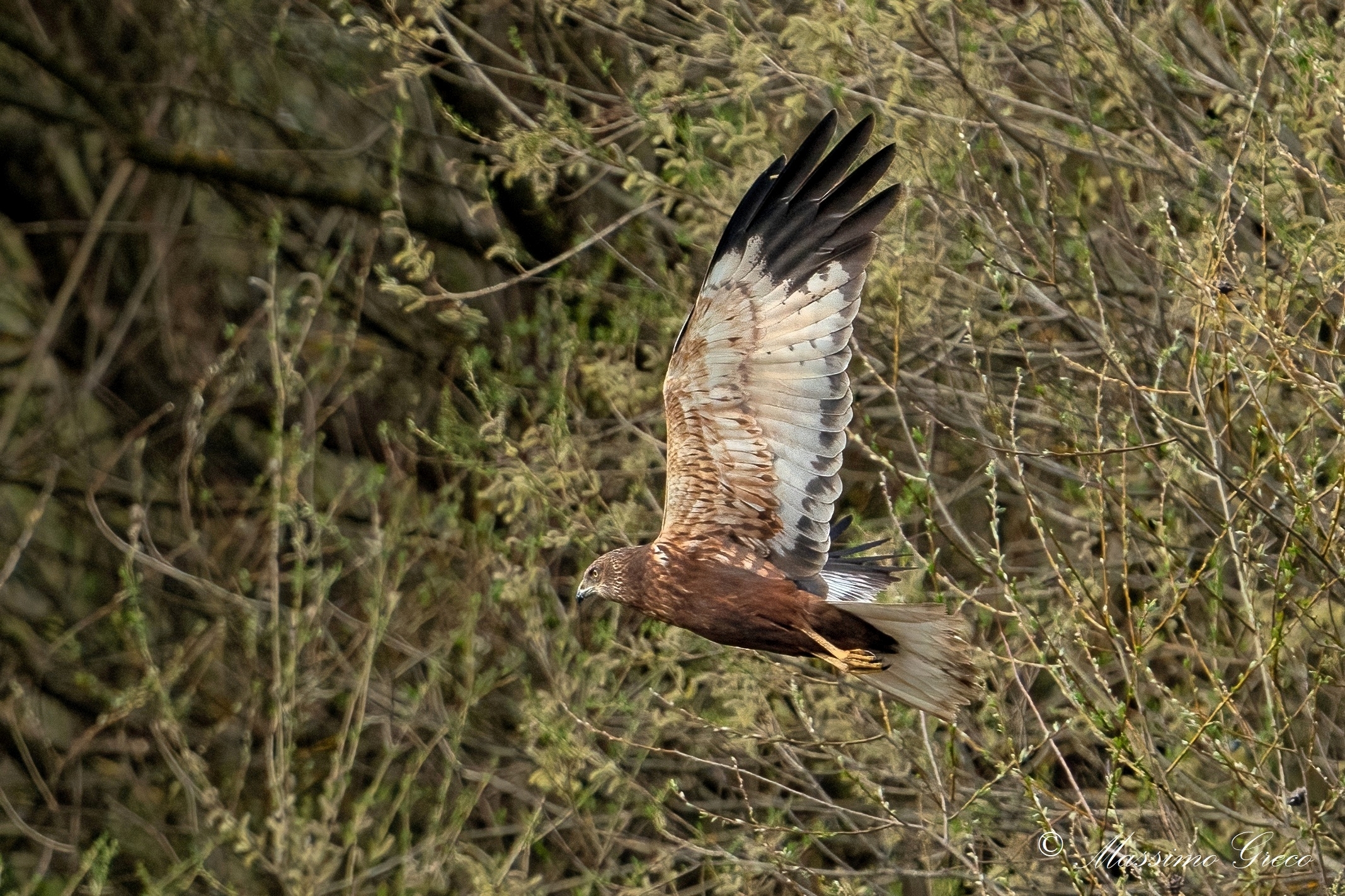Marsh falcon (Circus aeruginosus) male