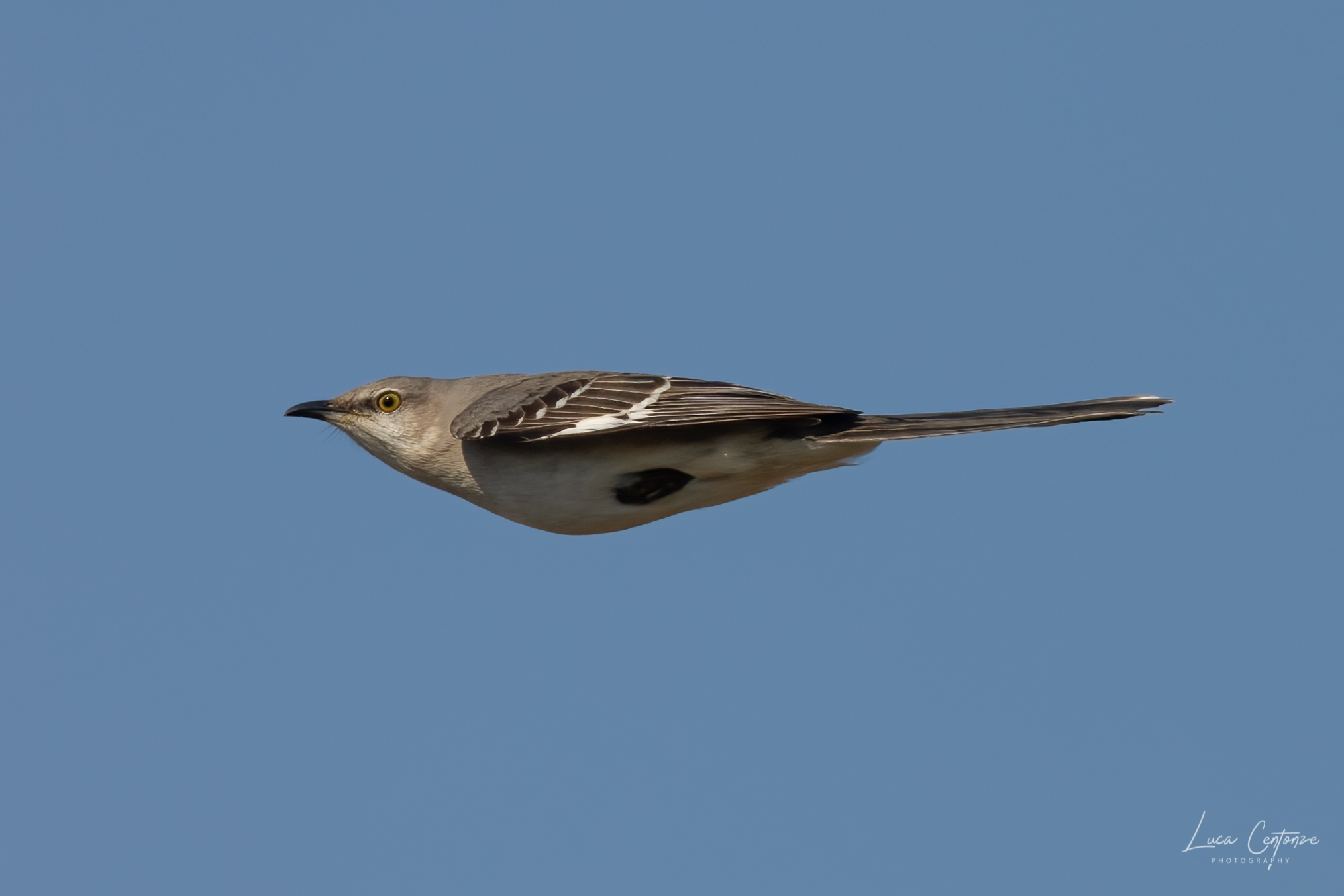 Tordo beffeggiatore (Mimus Polyglottos)