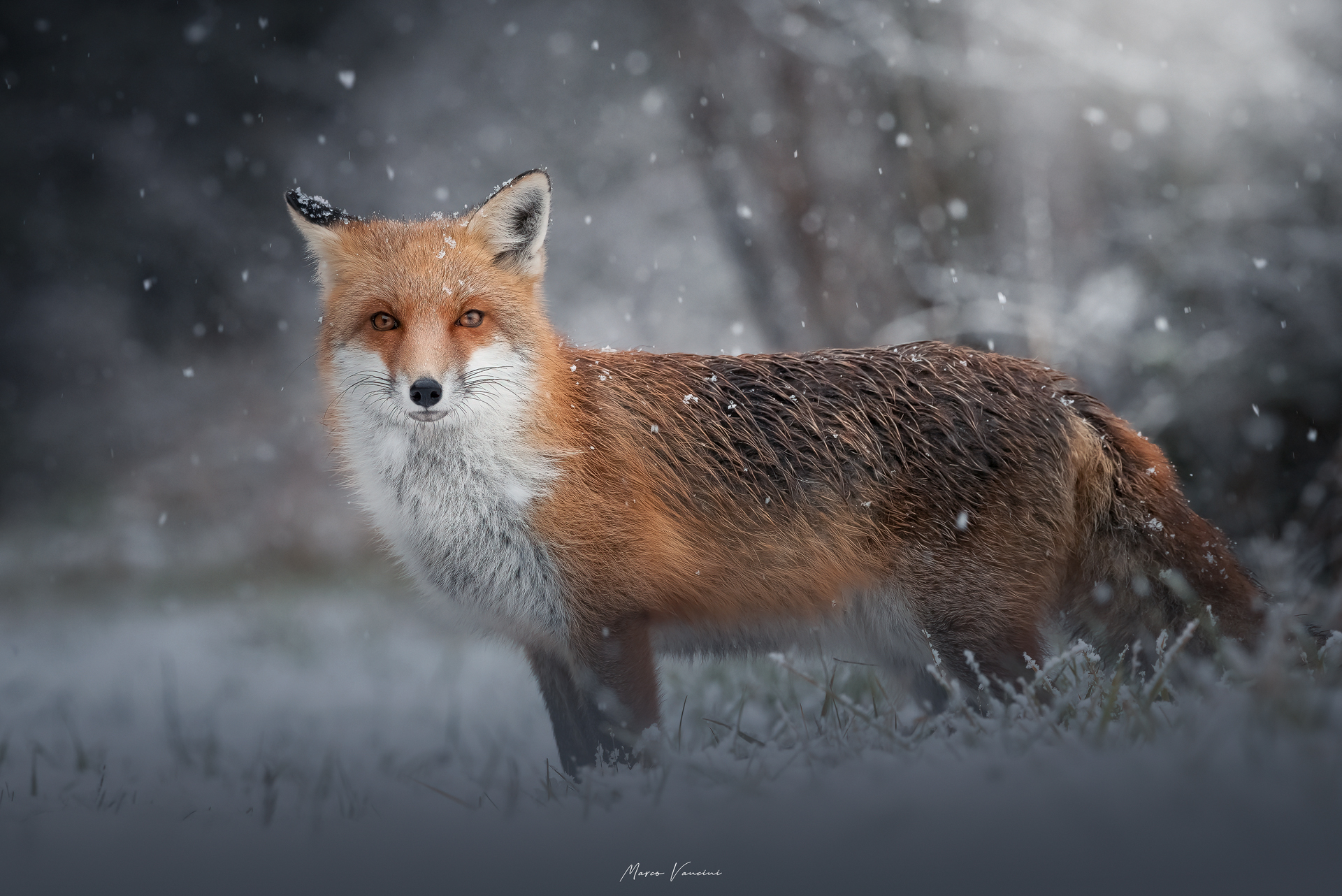 Il ritorno della neve