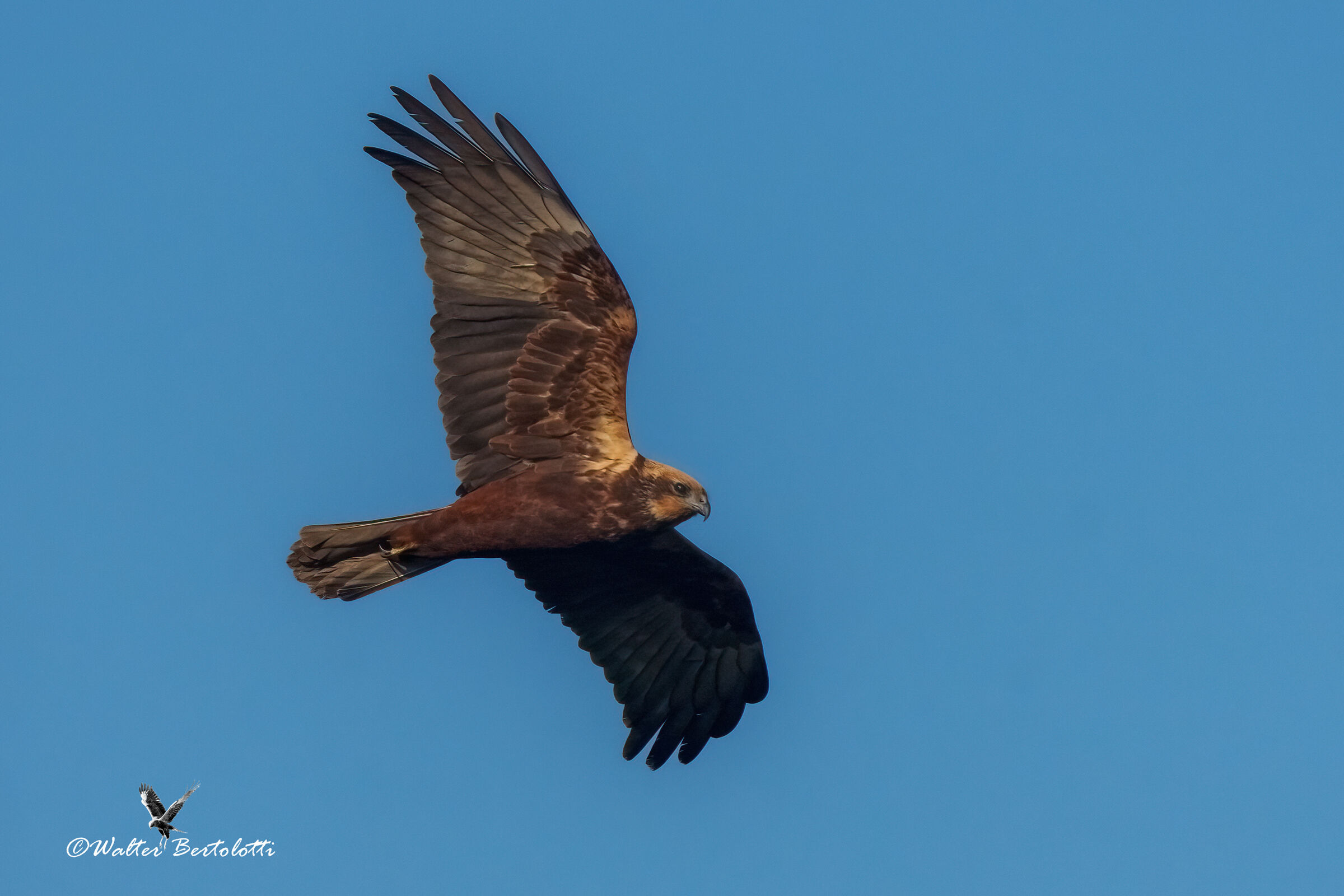 marsh harrier