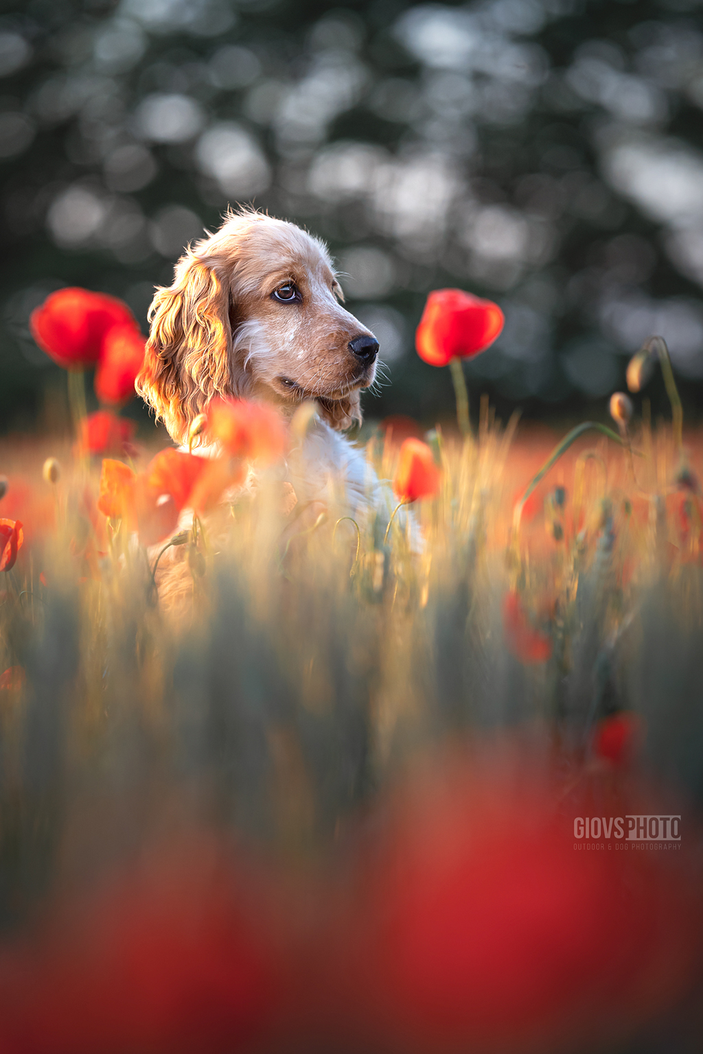 Poppy Bree