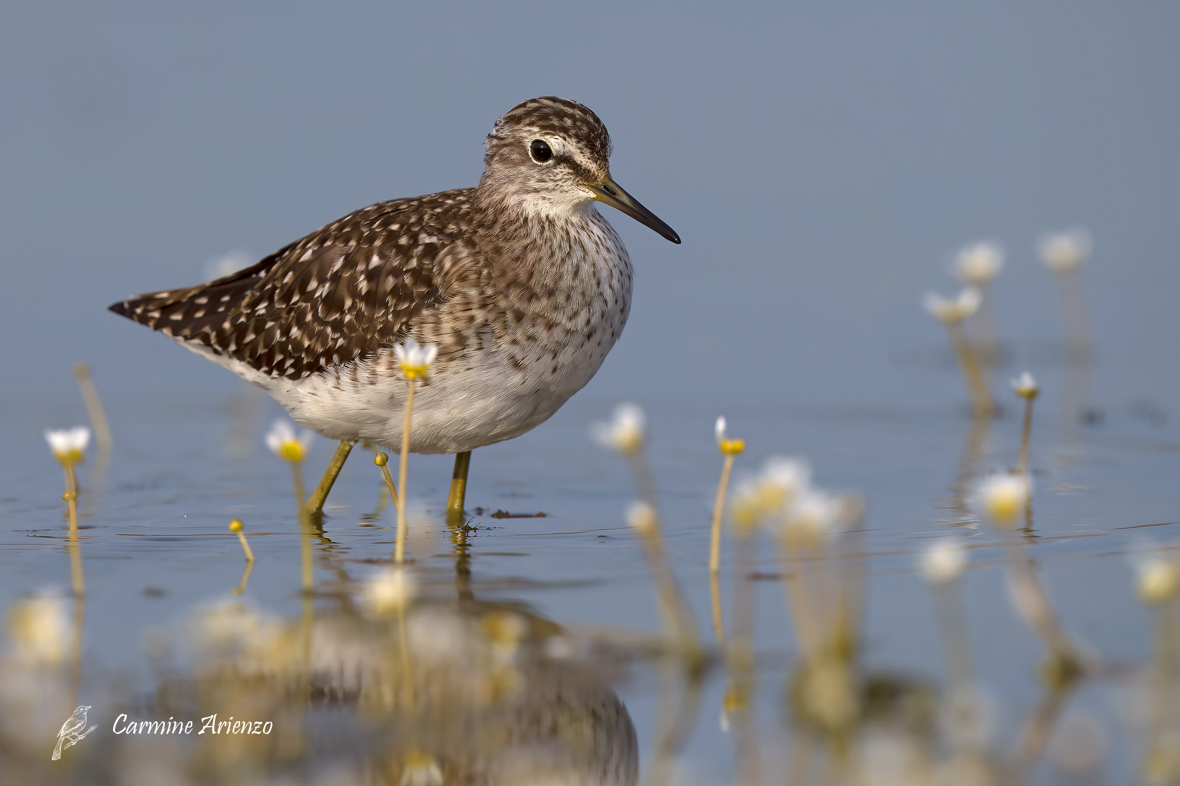 Piro-piro boschereccio ( Tringa Glareola )