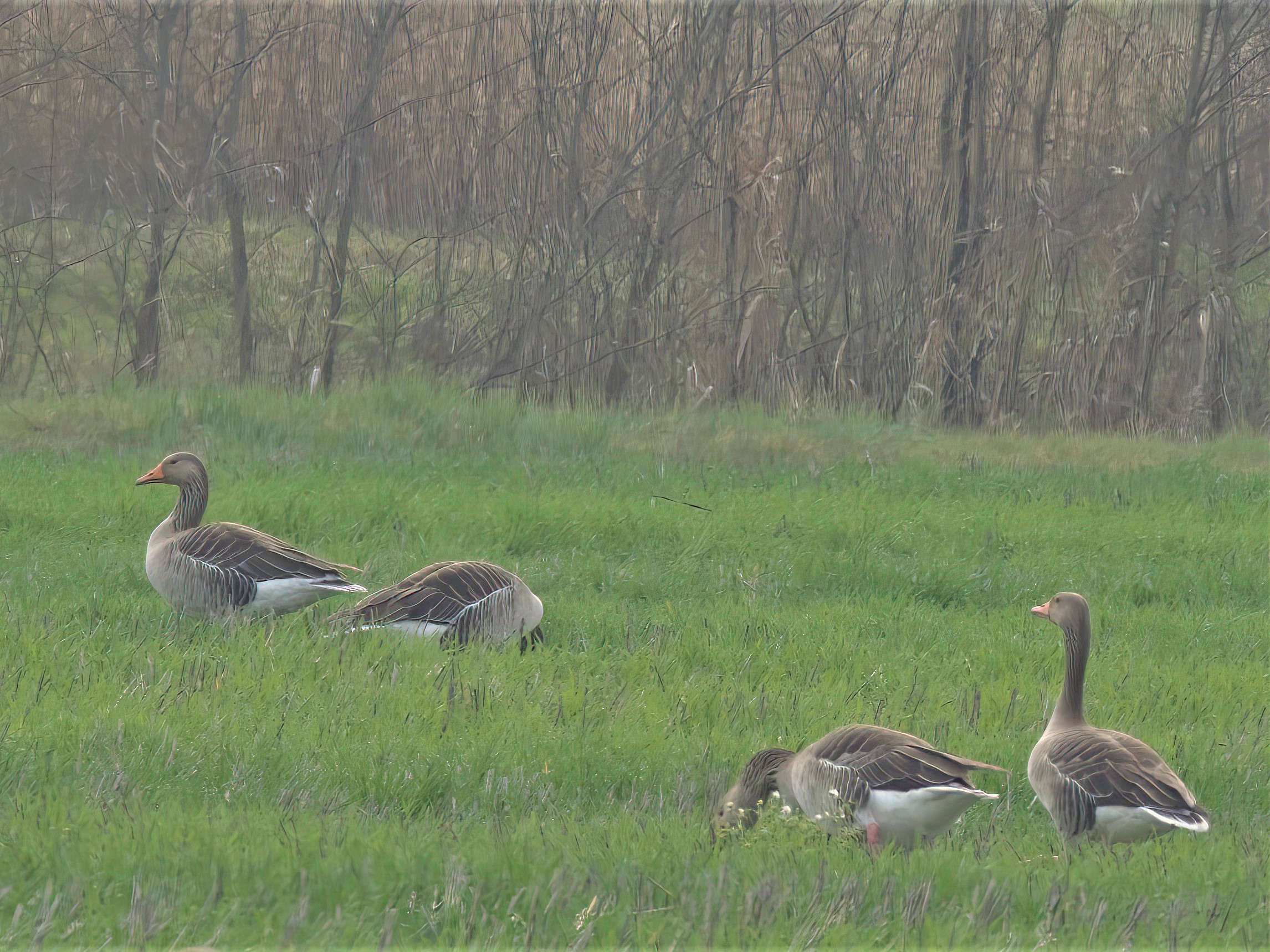 Oche selvatiche al pascolo