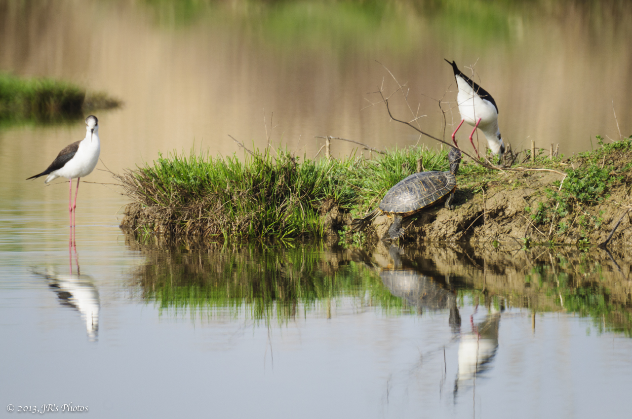 Tartaruga... guardona... :-D