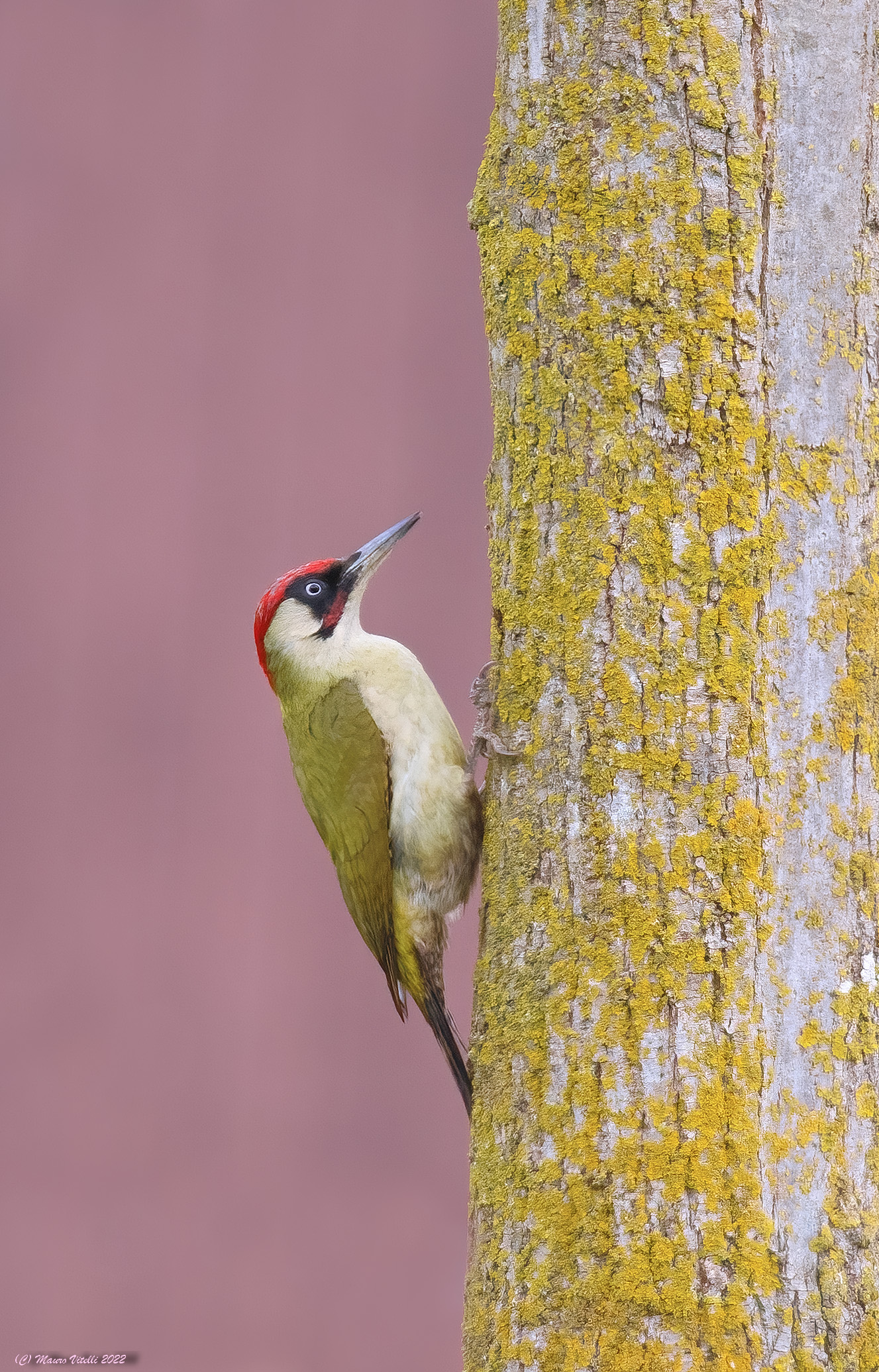 Male green woodpecker (Picus virdis)