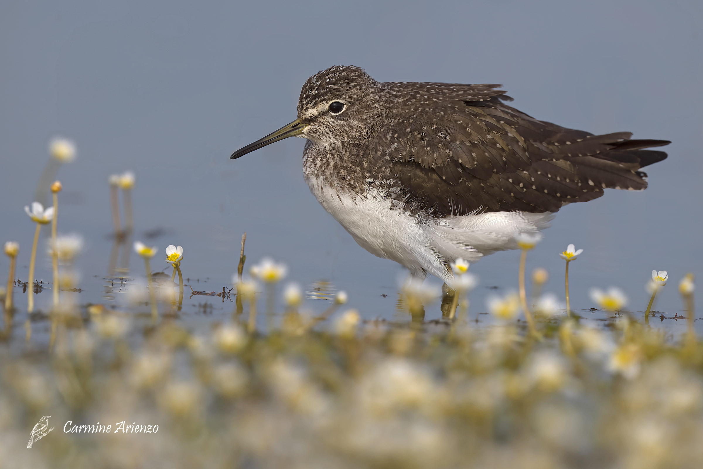 Piro-piro culbianco ( Tringa ochropus )
