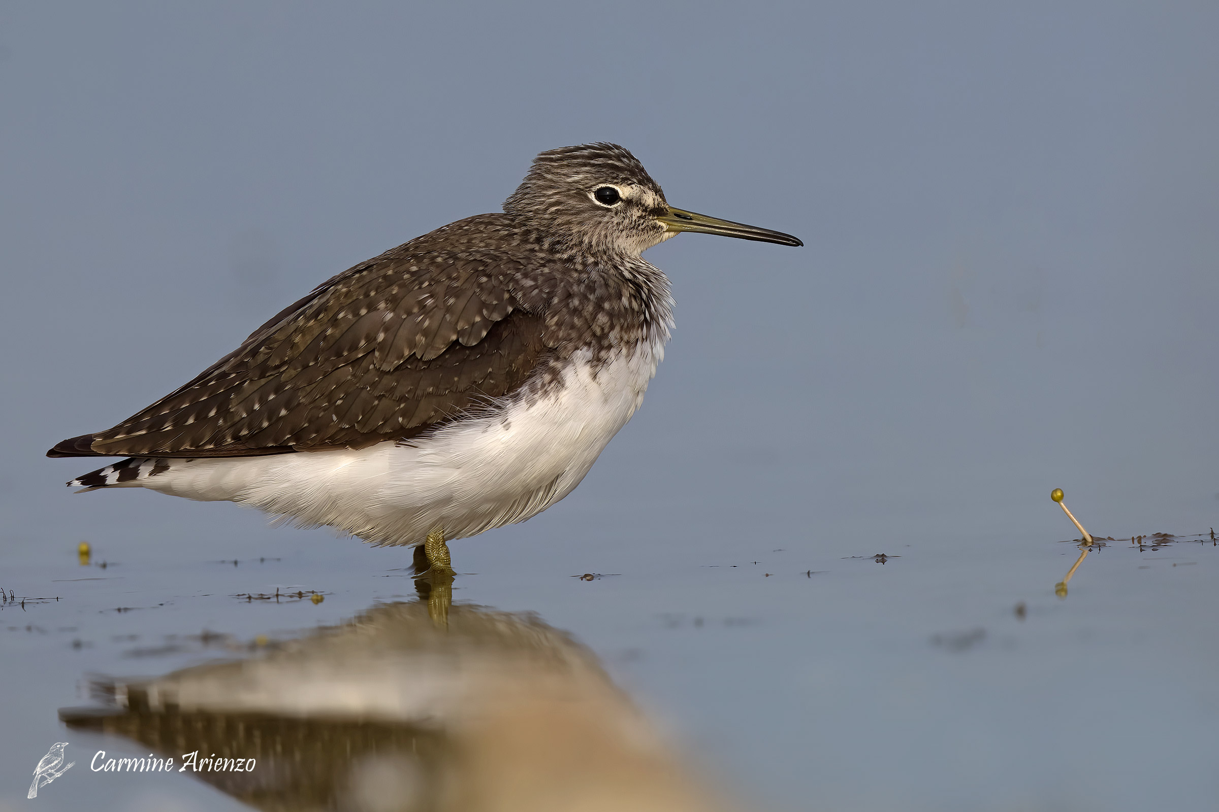 Piro-piro culbianco ( Tringa ochropus )