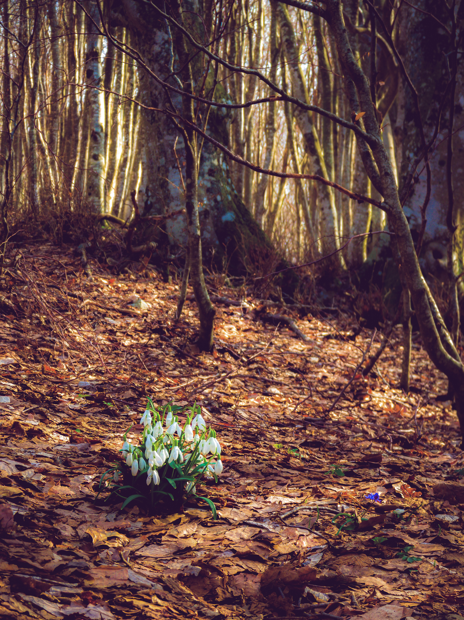 The forest after winter