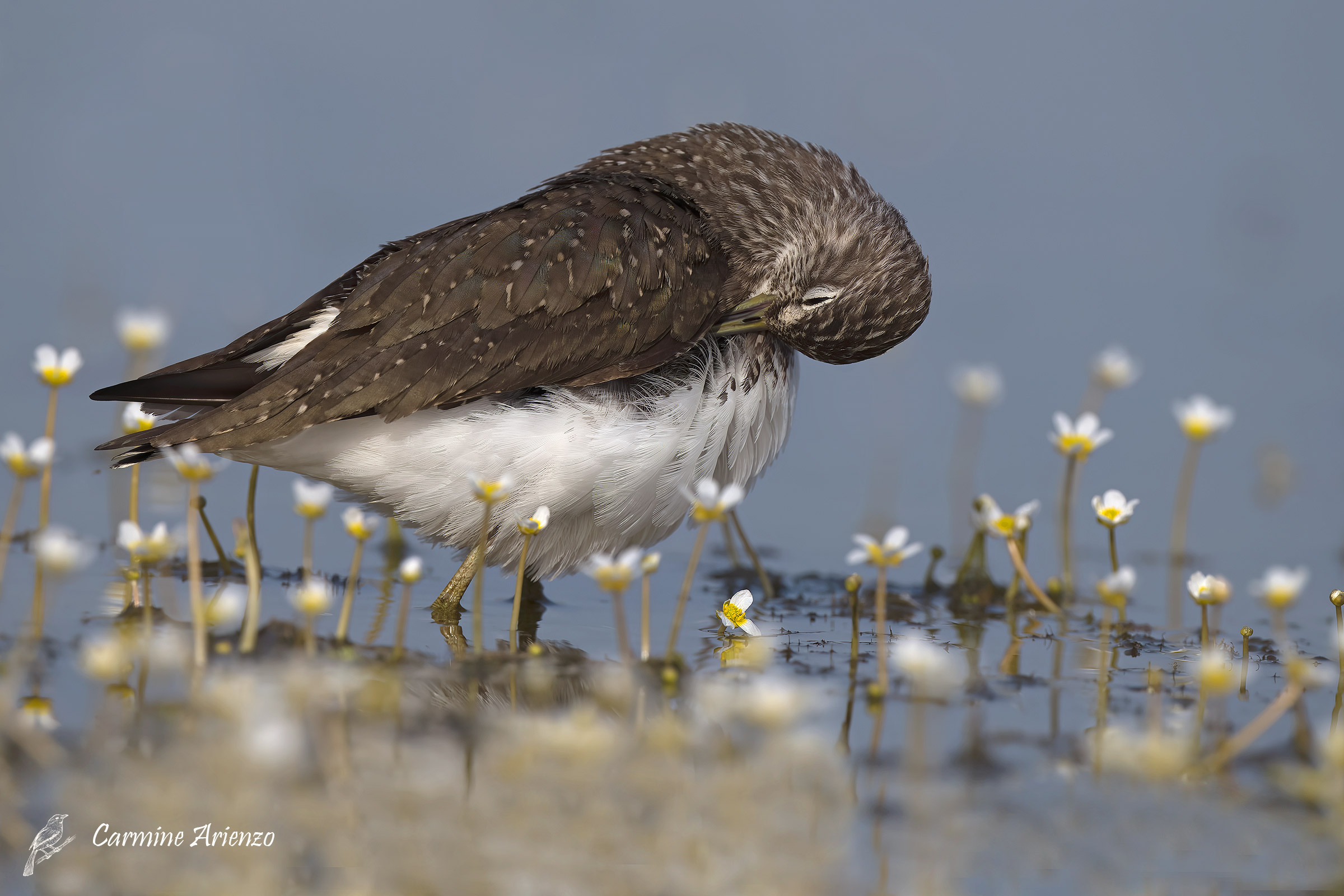 Piro-piro culbianco ( Tringa ochropus )
