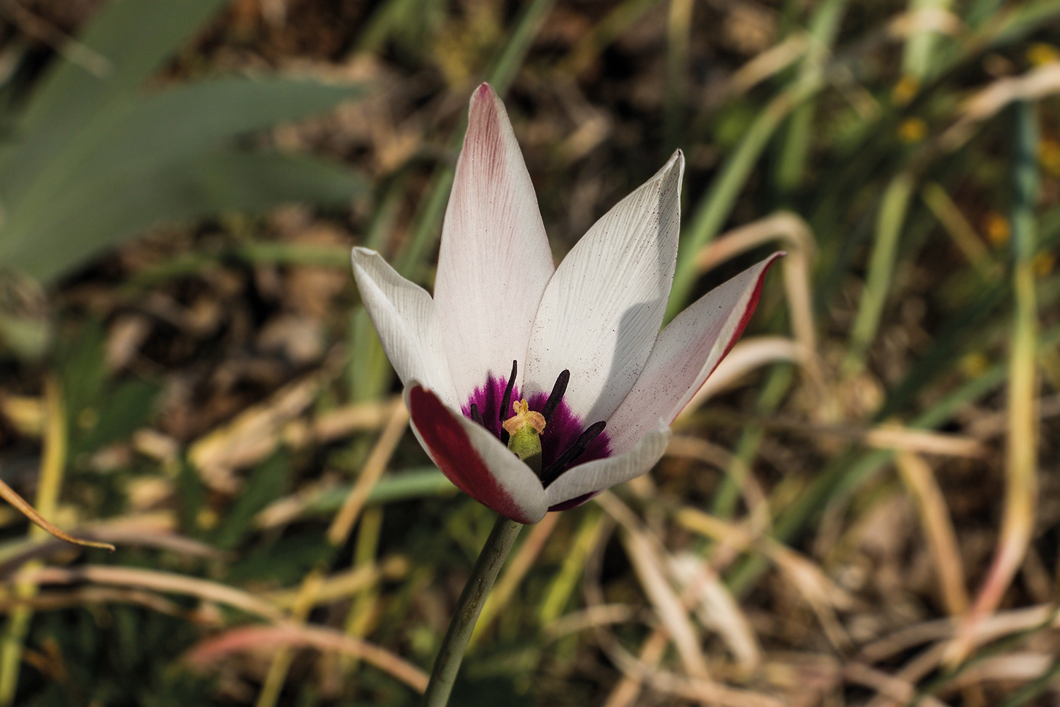 Clusian tulip