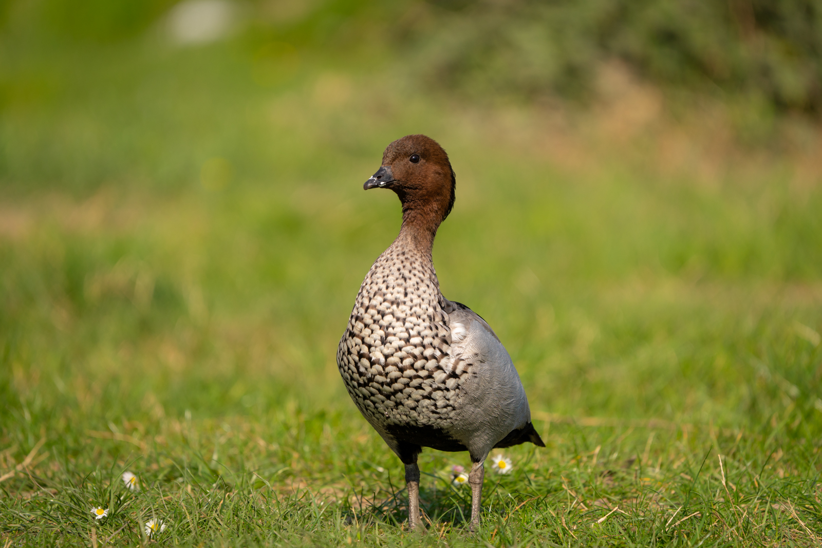 Australian tree duck (Chenonetta jubata)