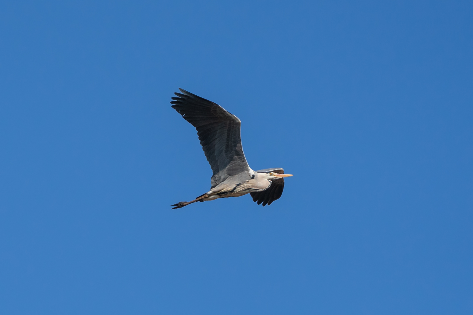 Grey heron (Ardea cinerea)