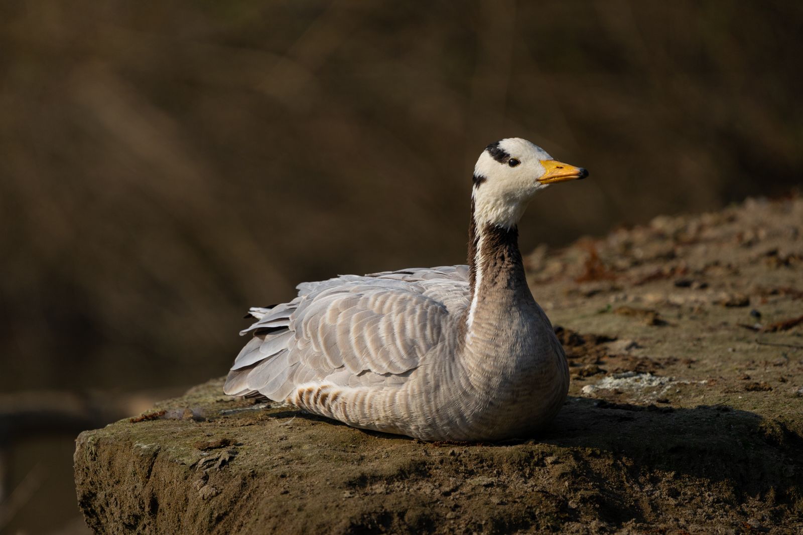 Indian goose (Anser indicus)