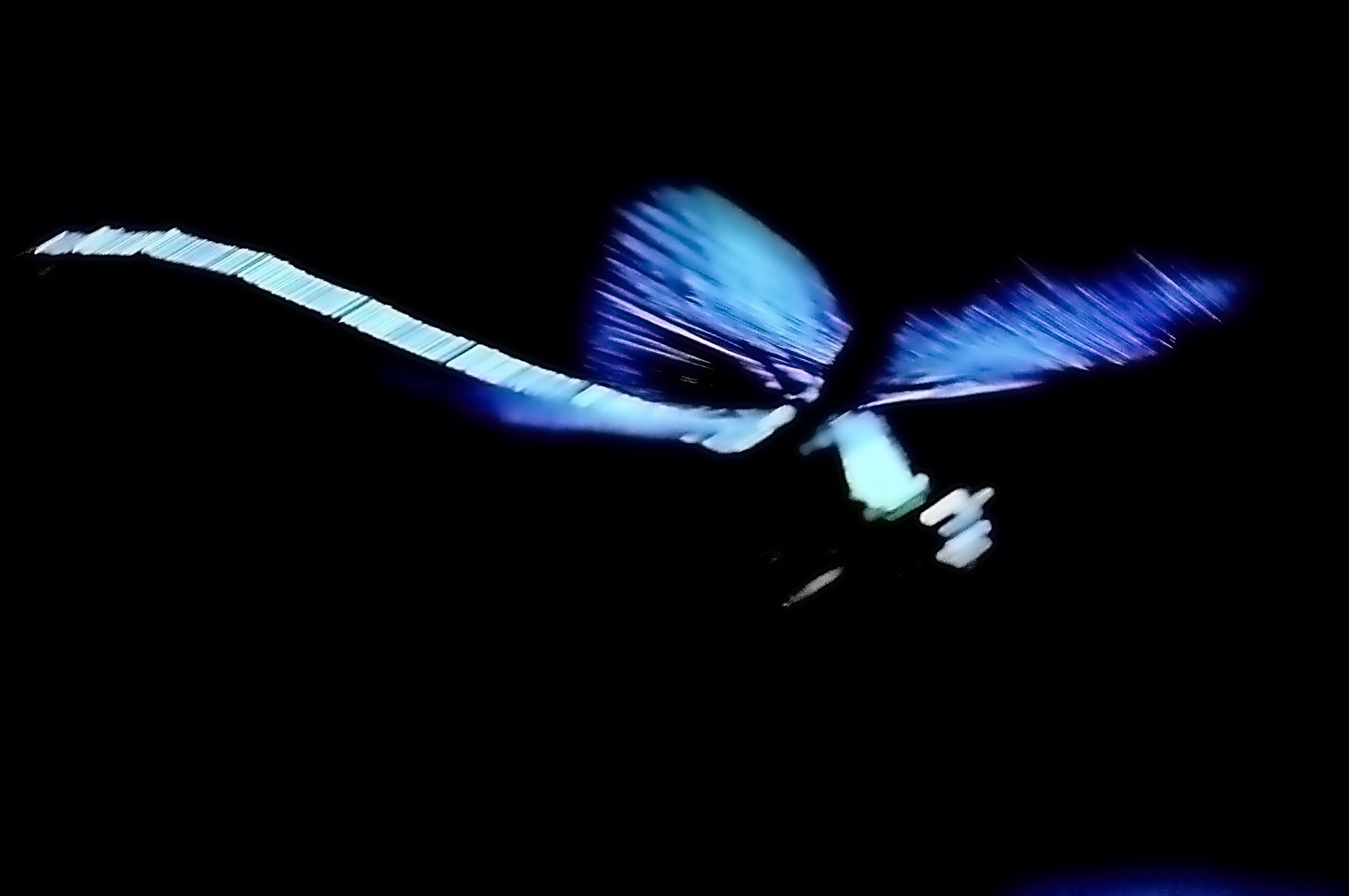 Libellula in volo