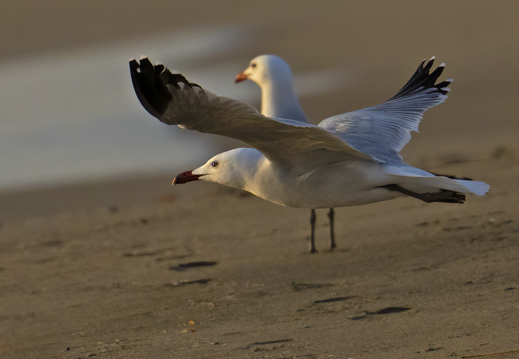 the night before departure... Corsican seagull