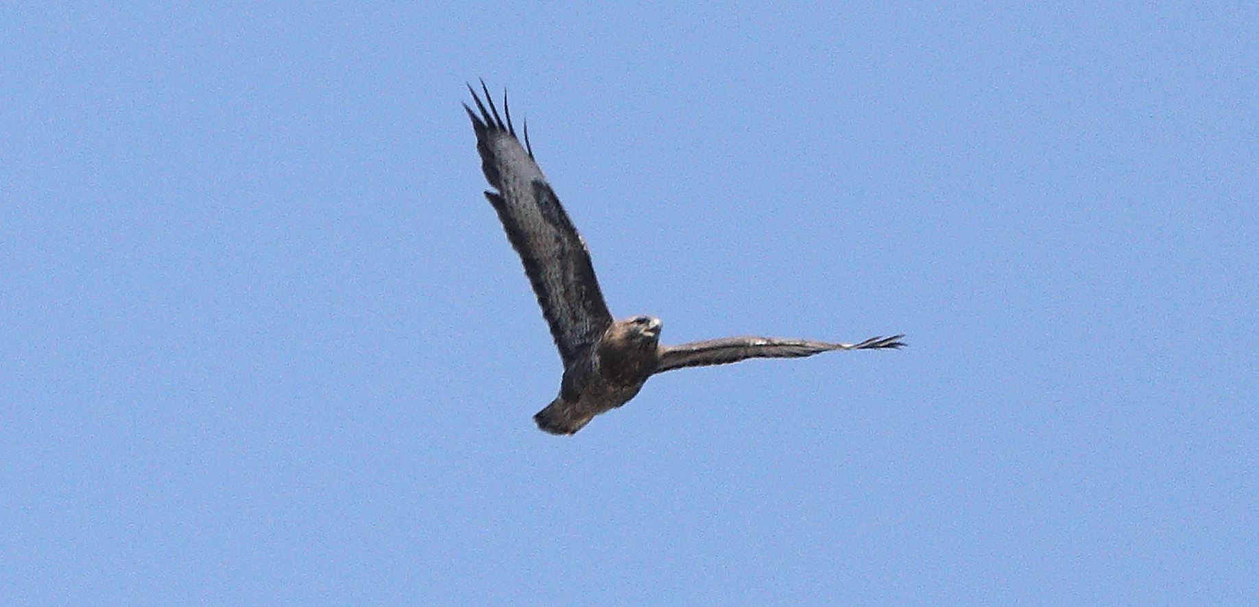 Buzzard 20-03-2022