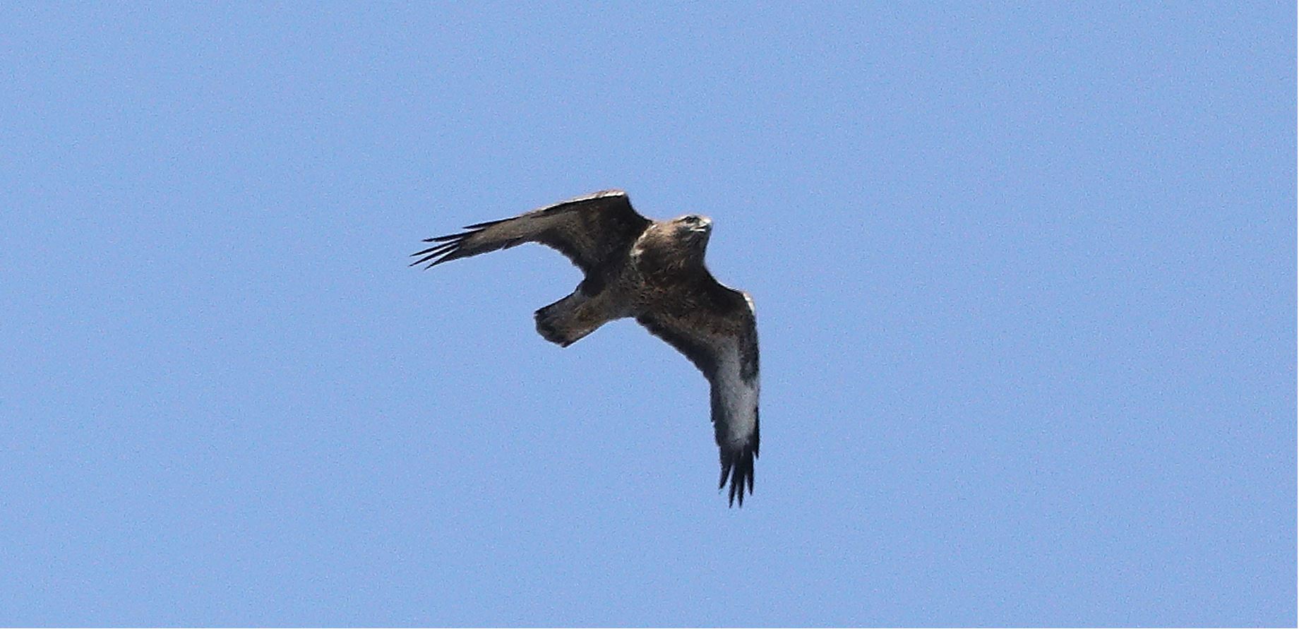 Buzzard 20-03-2022