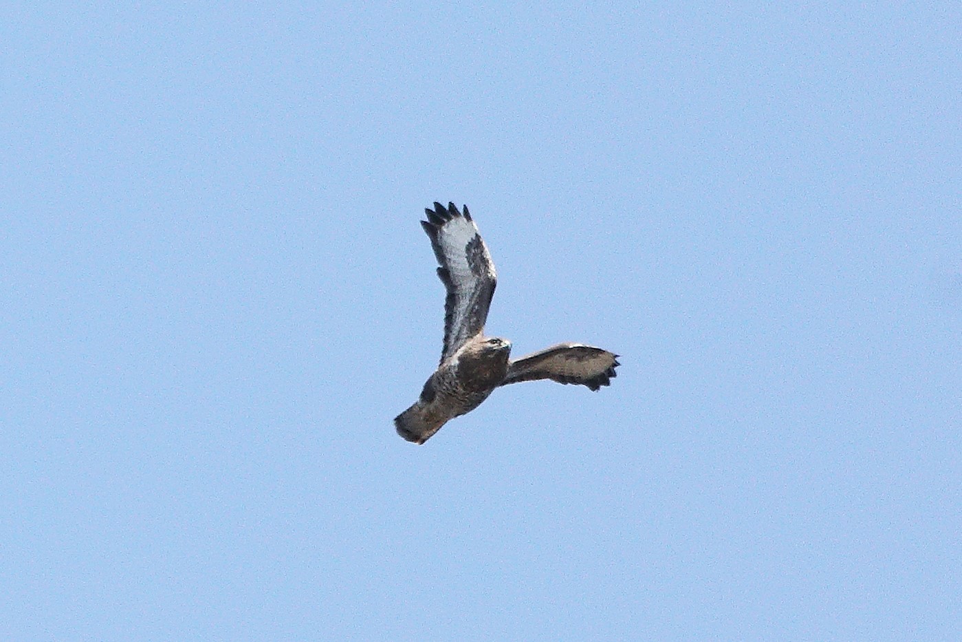 Buzzard 20-03-2022