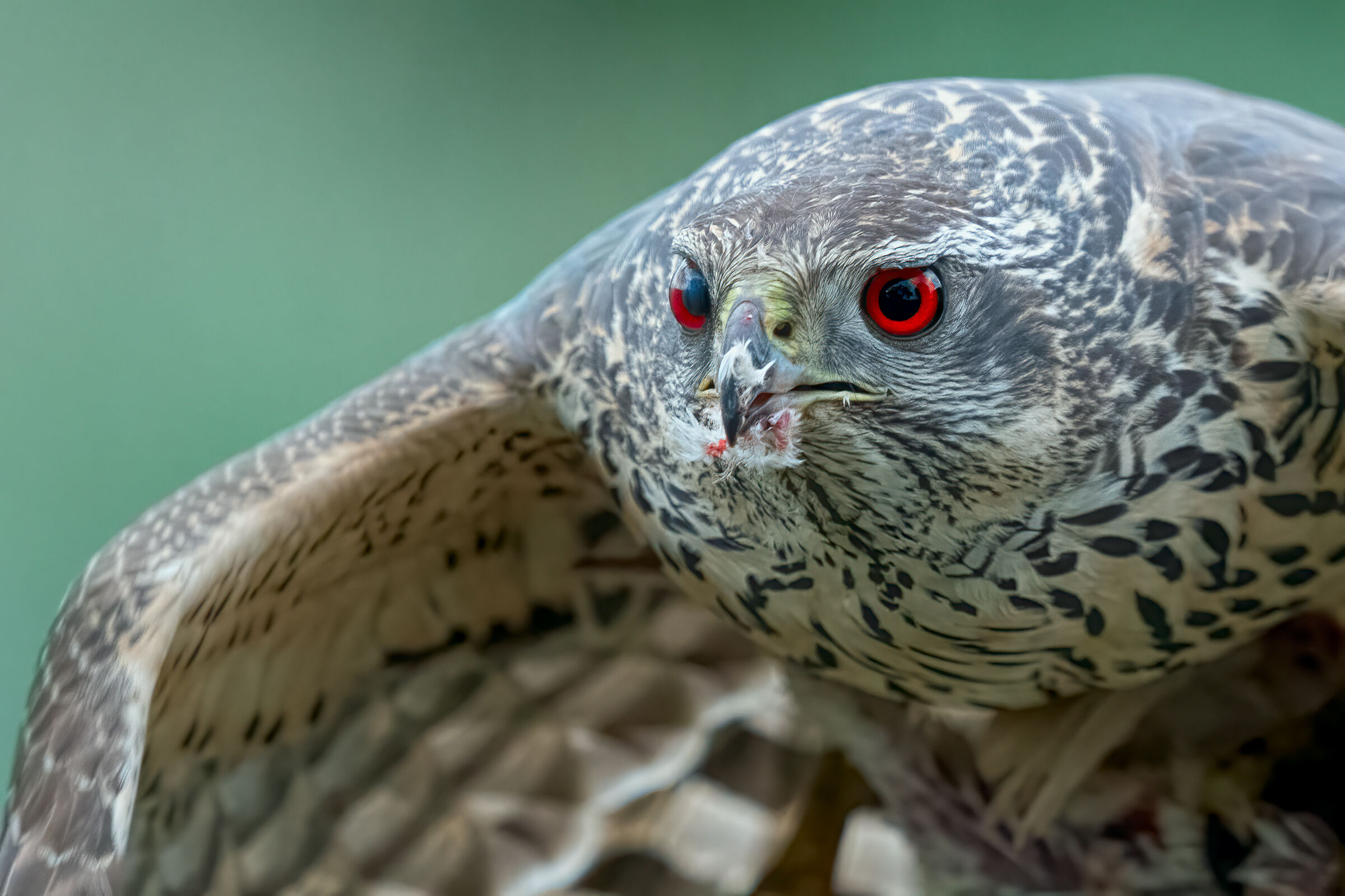 goshawk