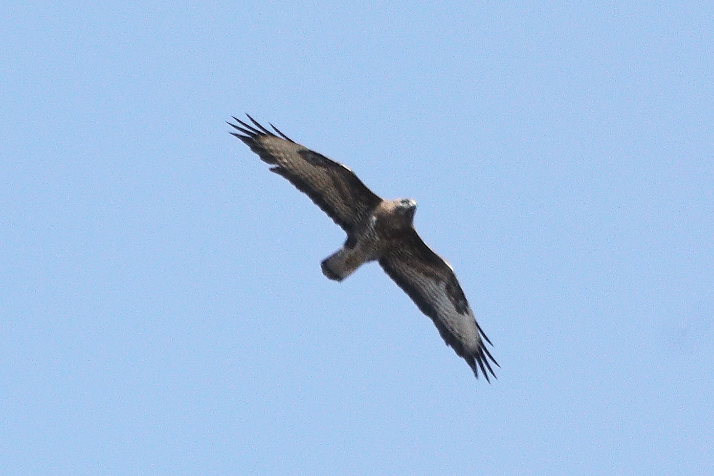 Buzzard 20-03-2022
