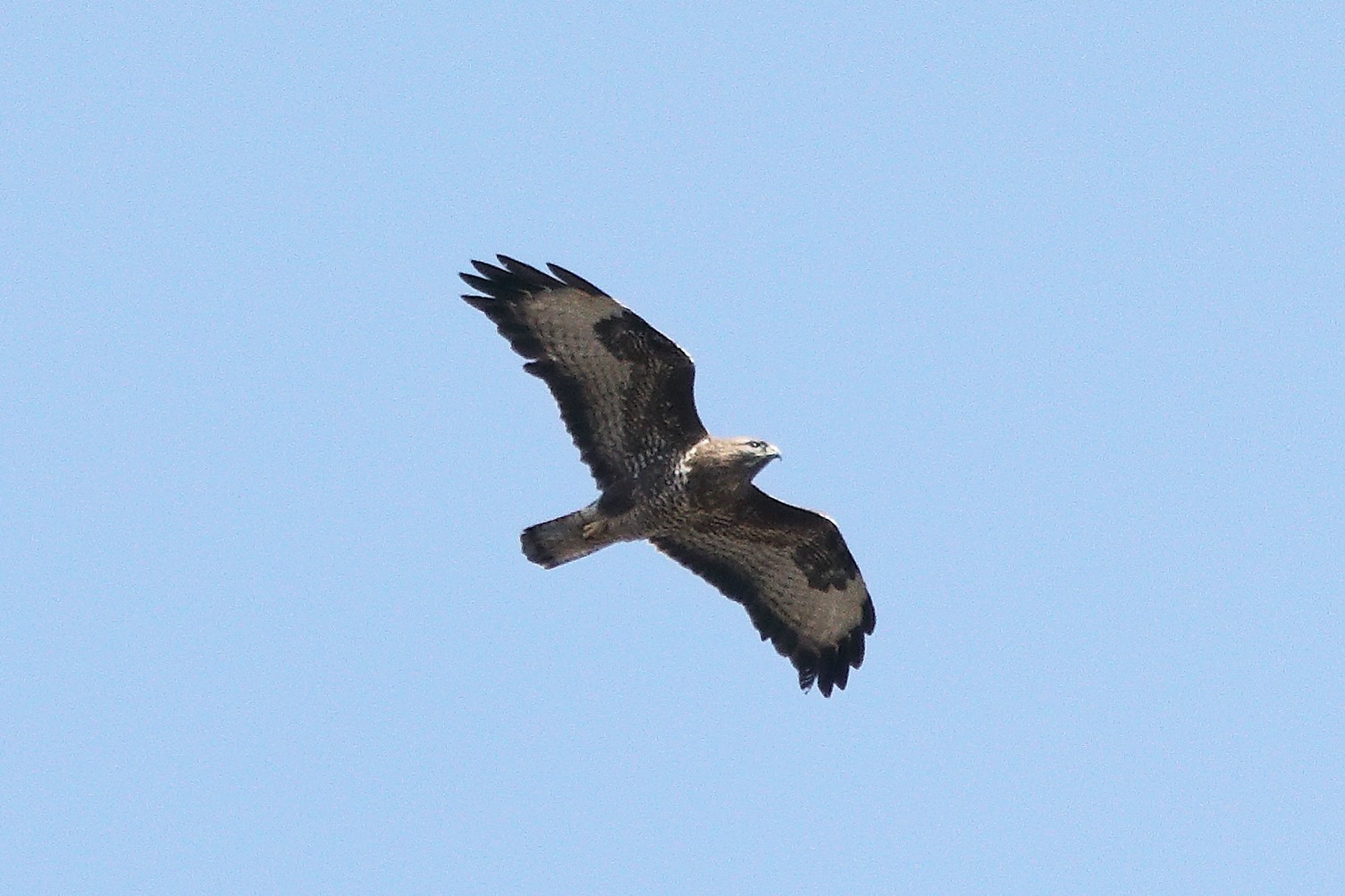 Buzzard 20-03-2022