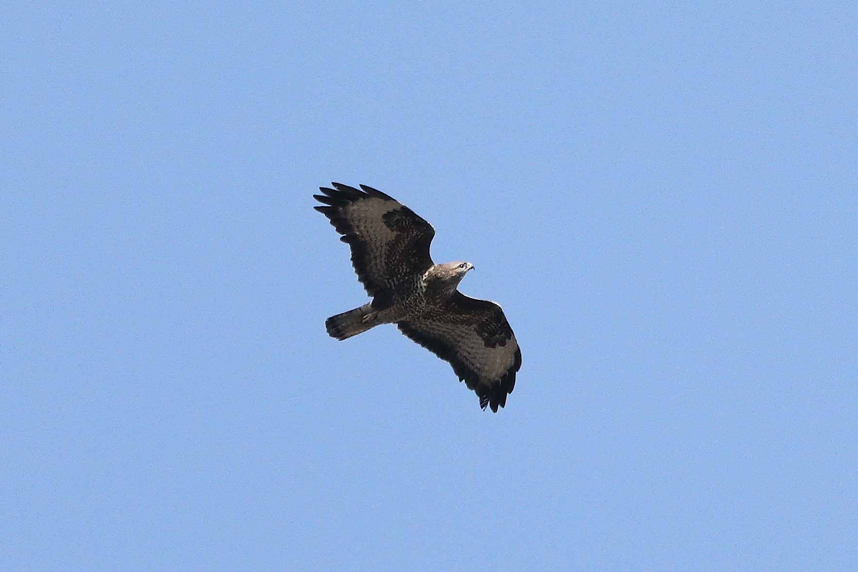 Buzzard 20-03-2022