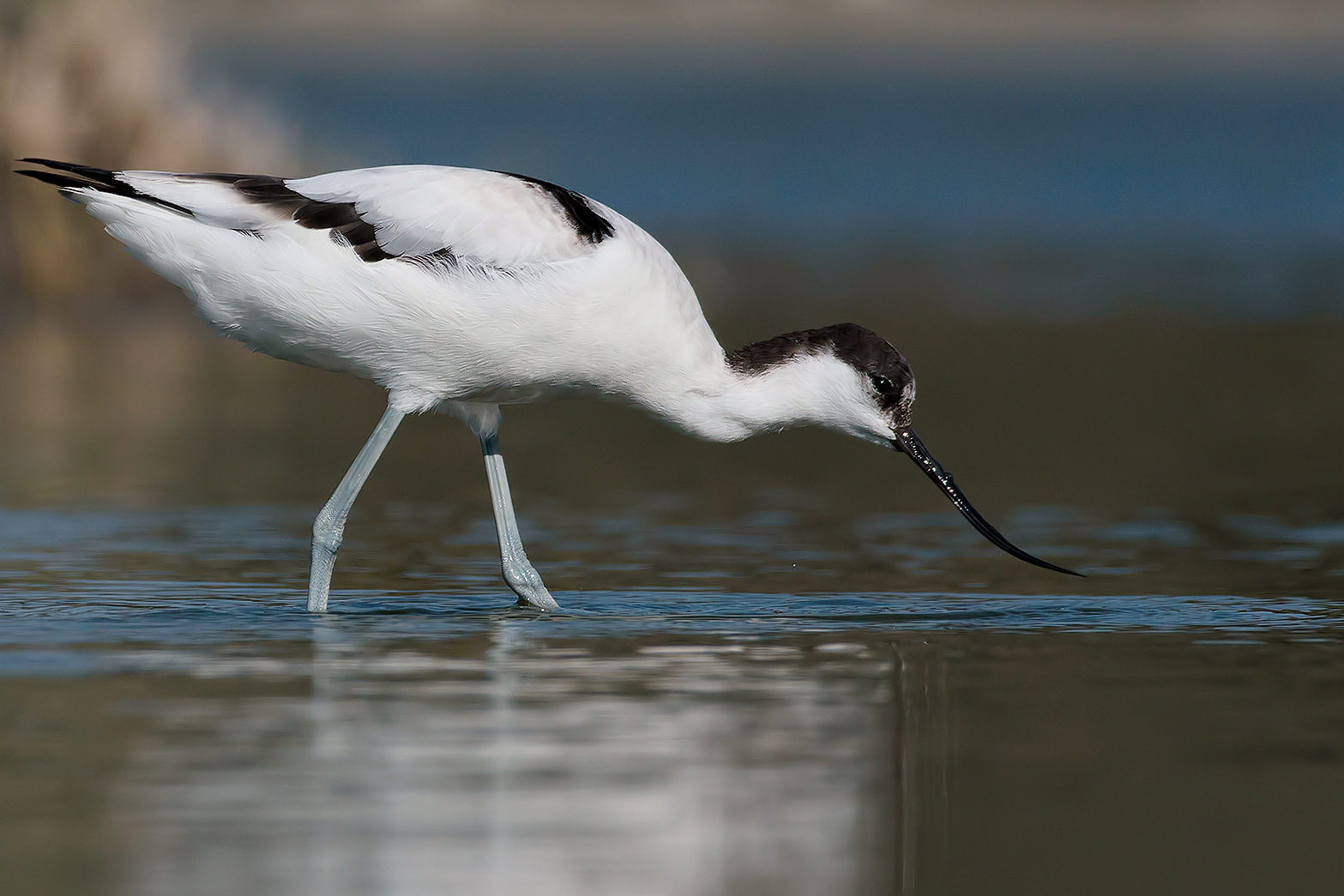 Avocet.