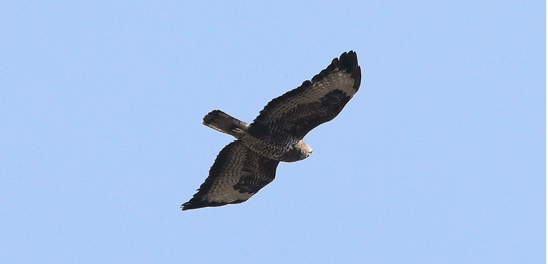 Buzzard 20-03-2022