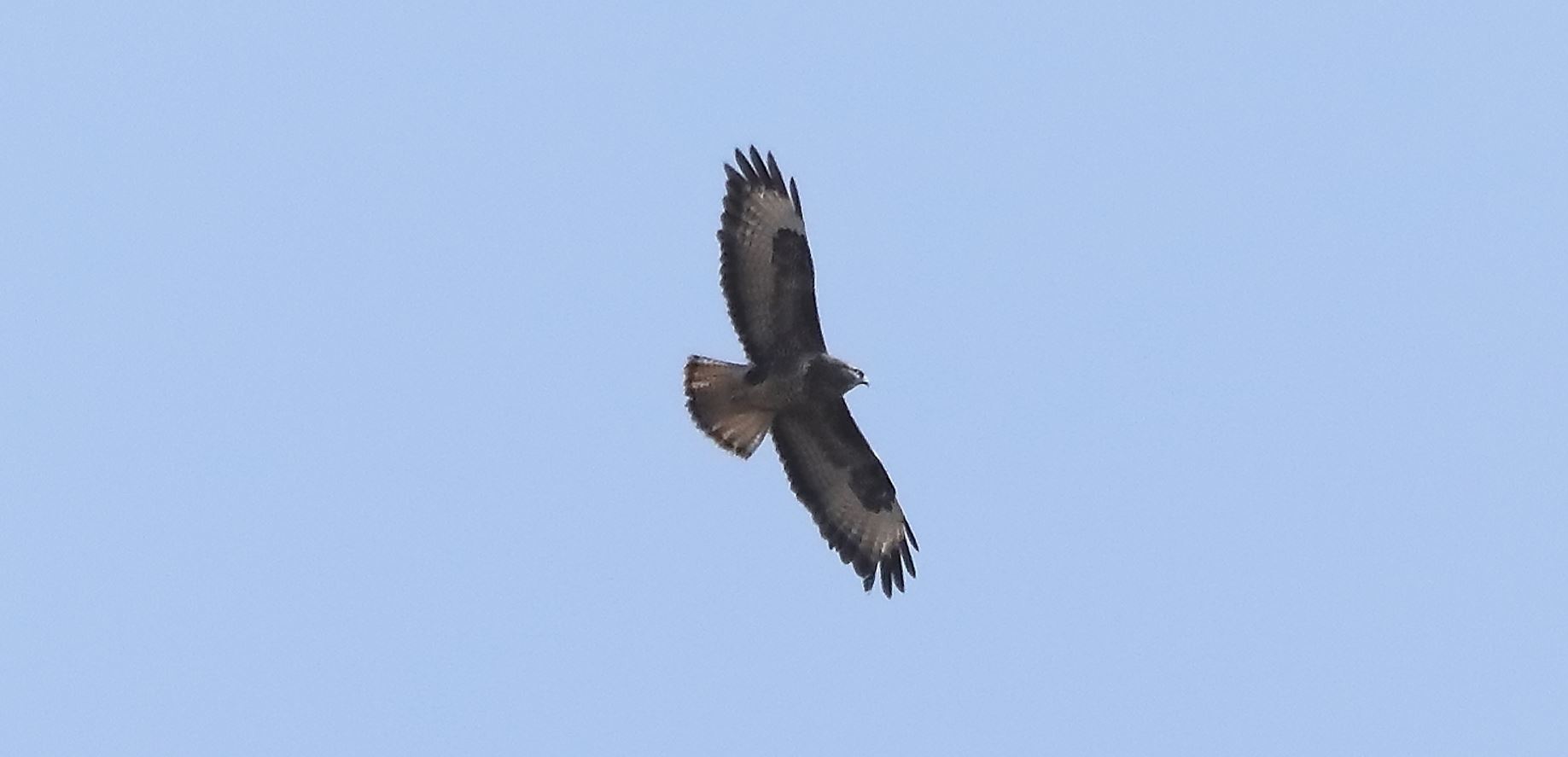 Buzzard 20-03-2022