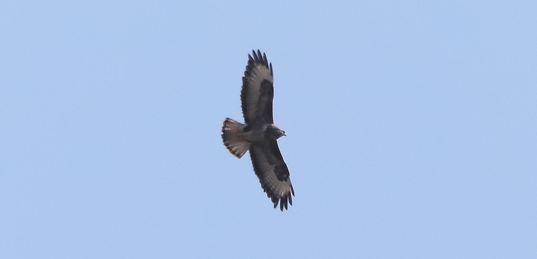 Buzzard 20-03-2022
