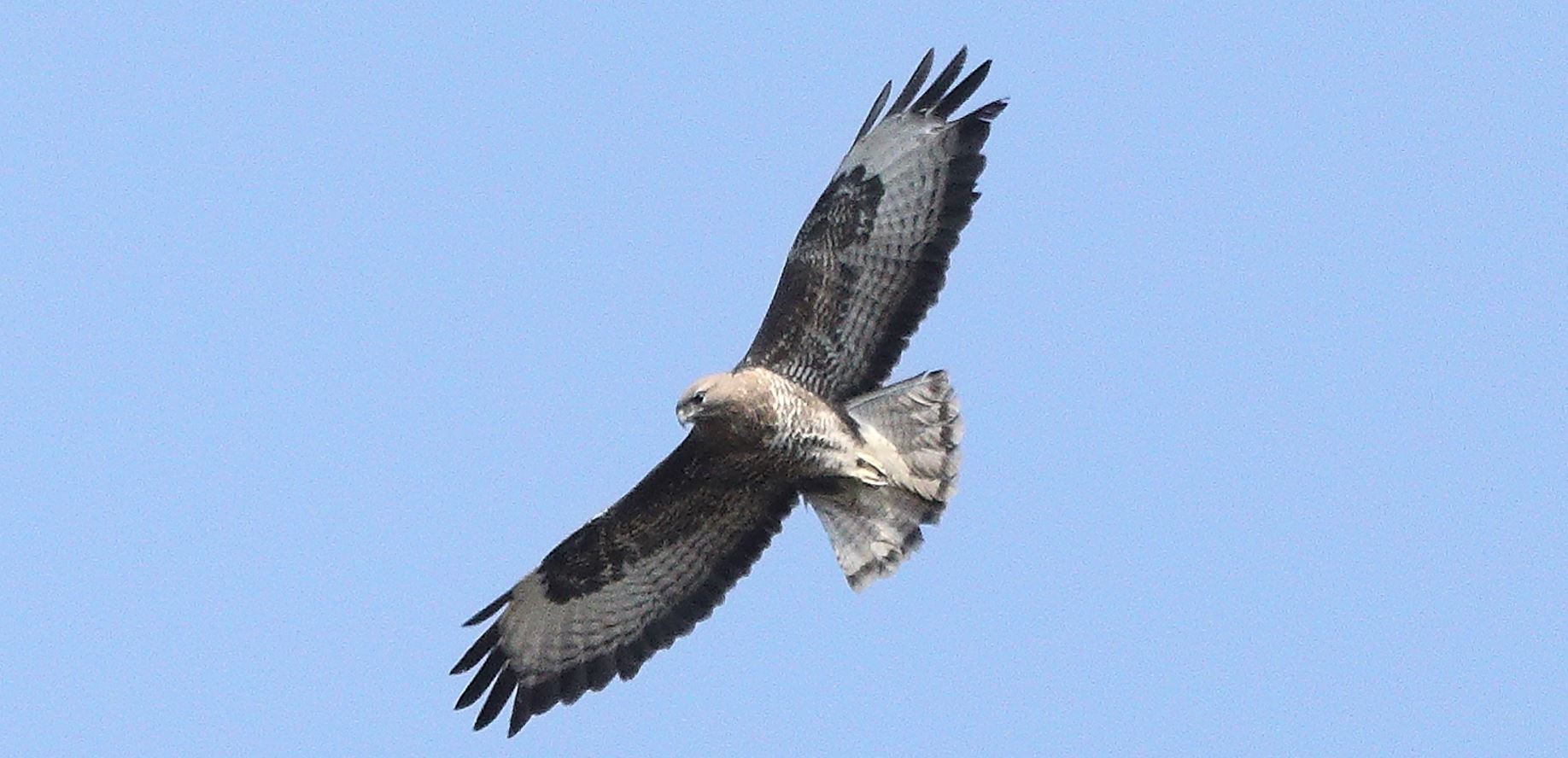 Buzzard 20-03-2022