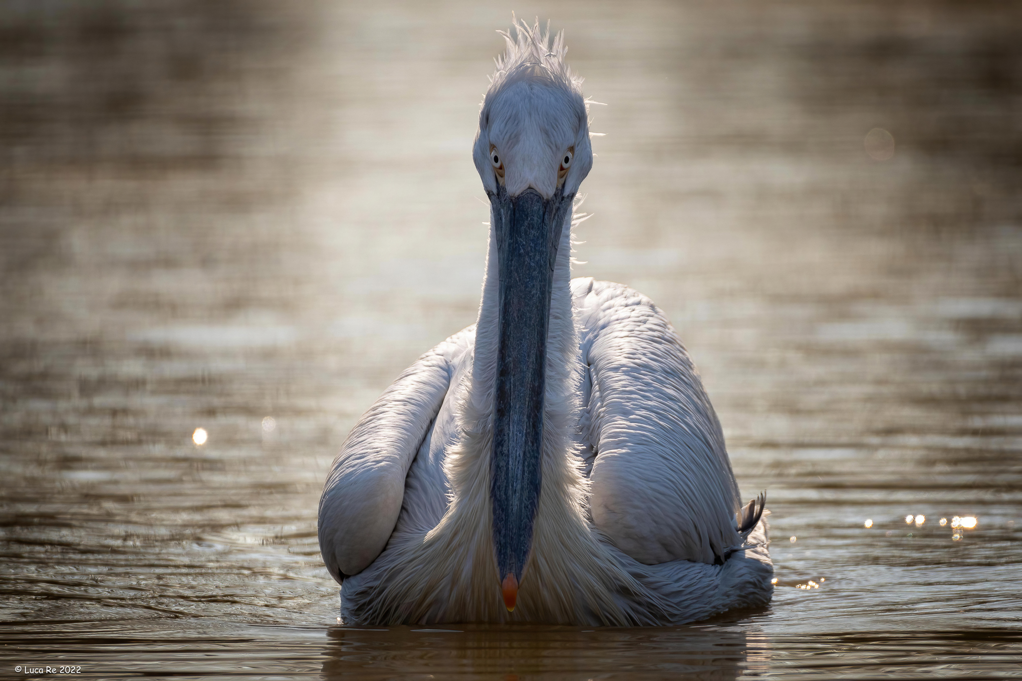 Curly pelican