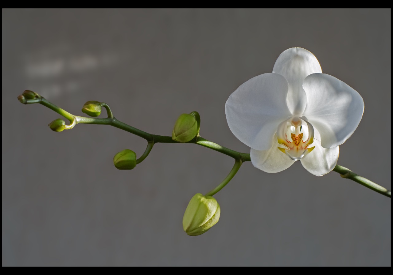 White Orchid
