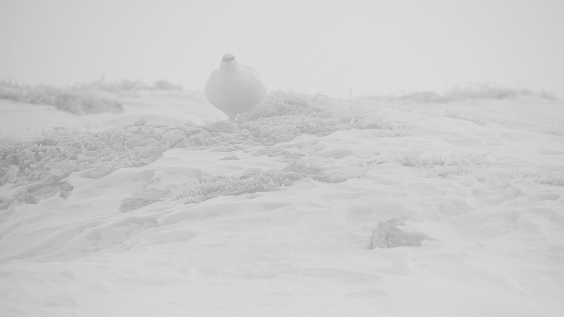 White in the fog
