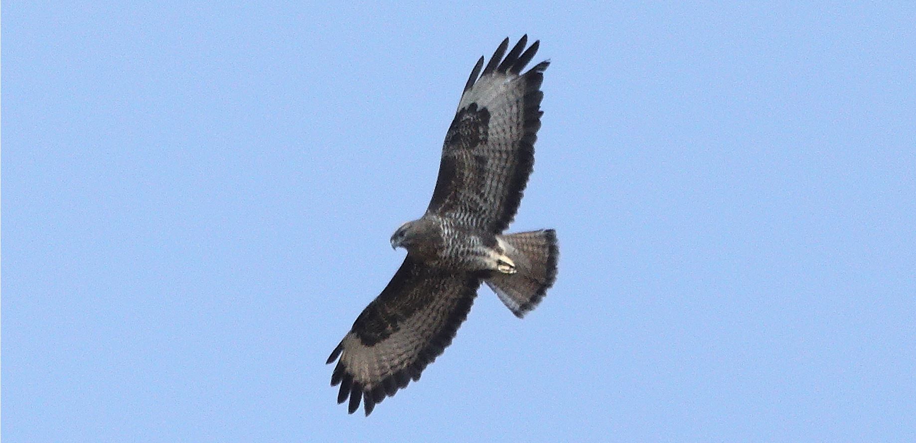 Buzzard 20-03-2022