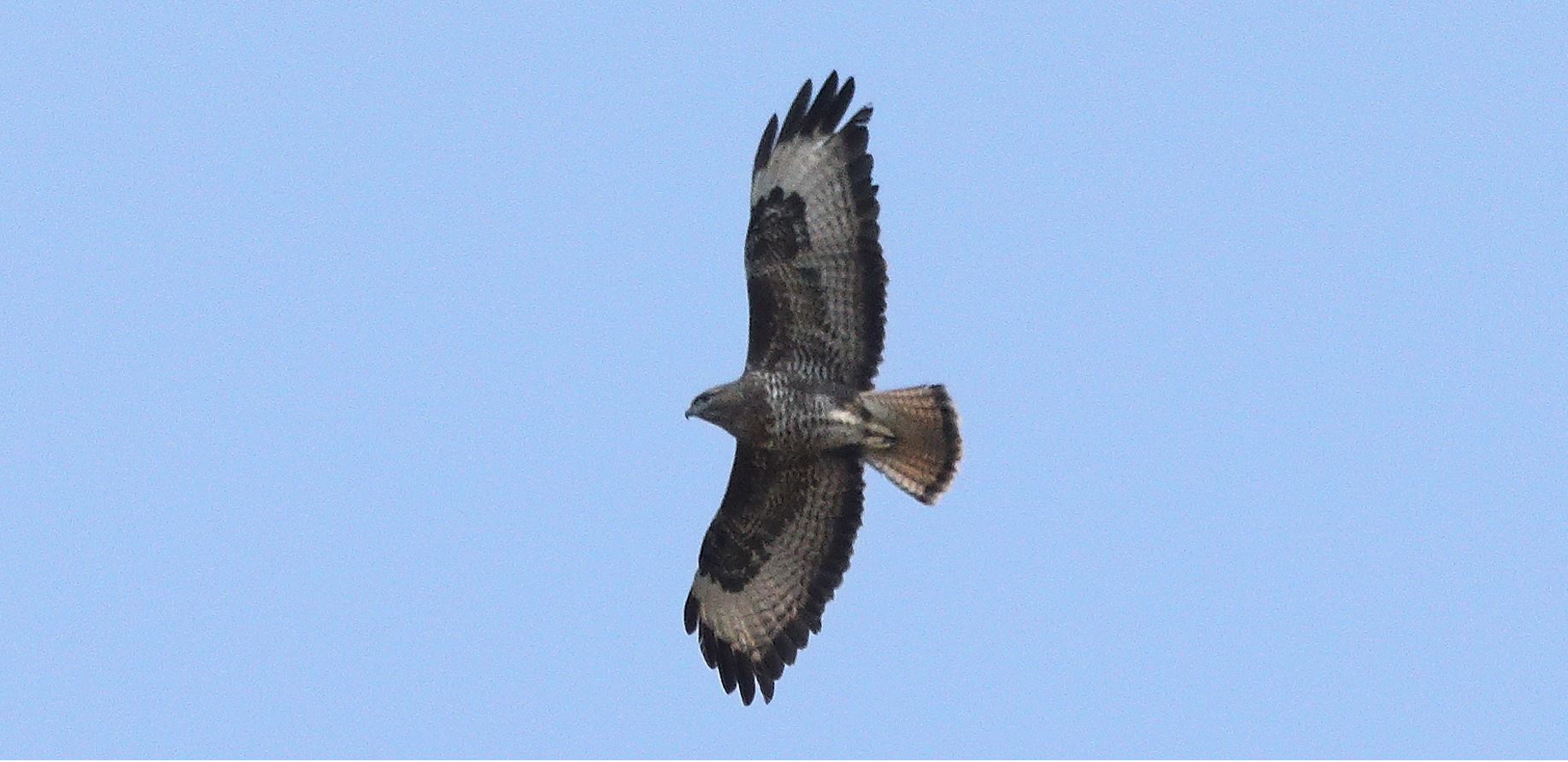 Buzzard 20-03-2022