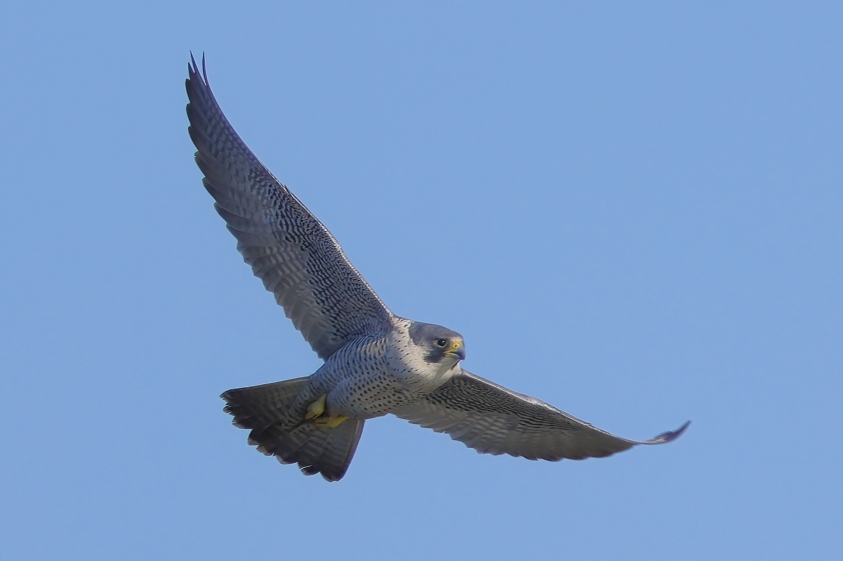 Falco pellegrino