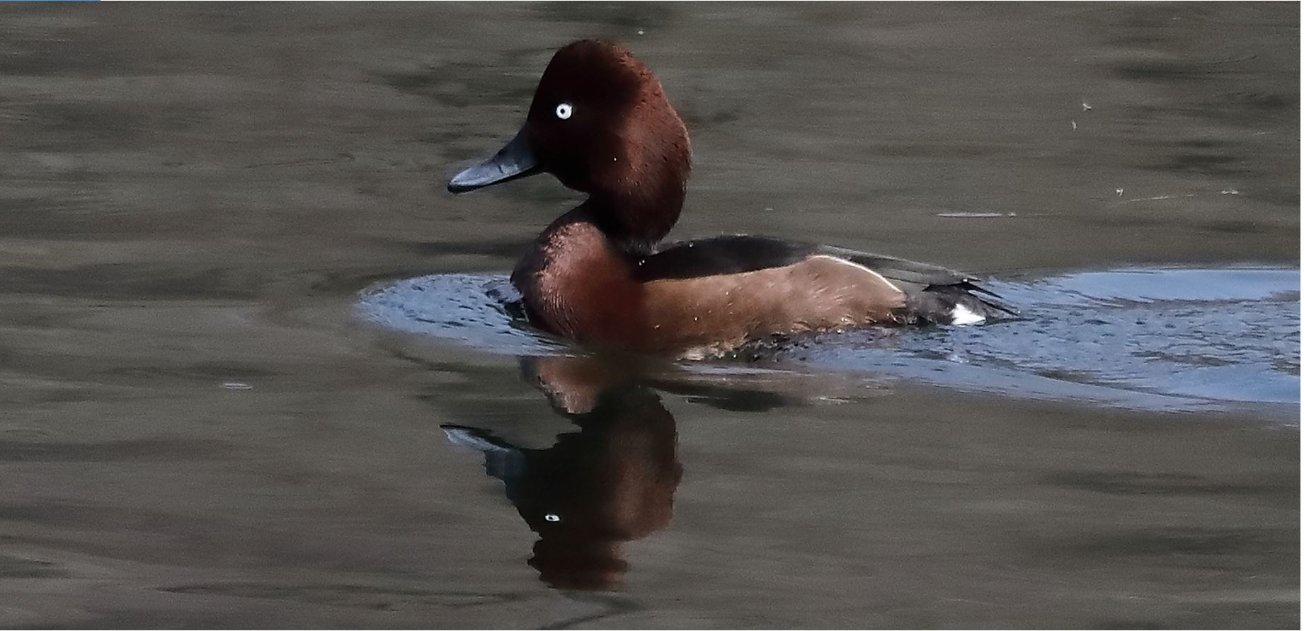 moretta tabaccata 20-03-2022