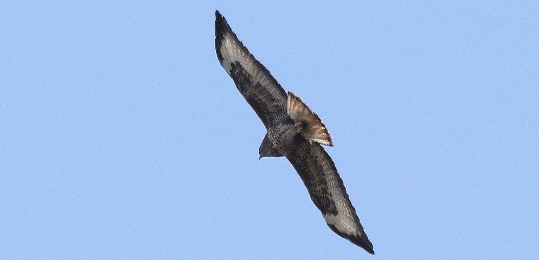 Buzzard 20-03-2022