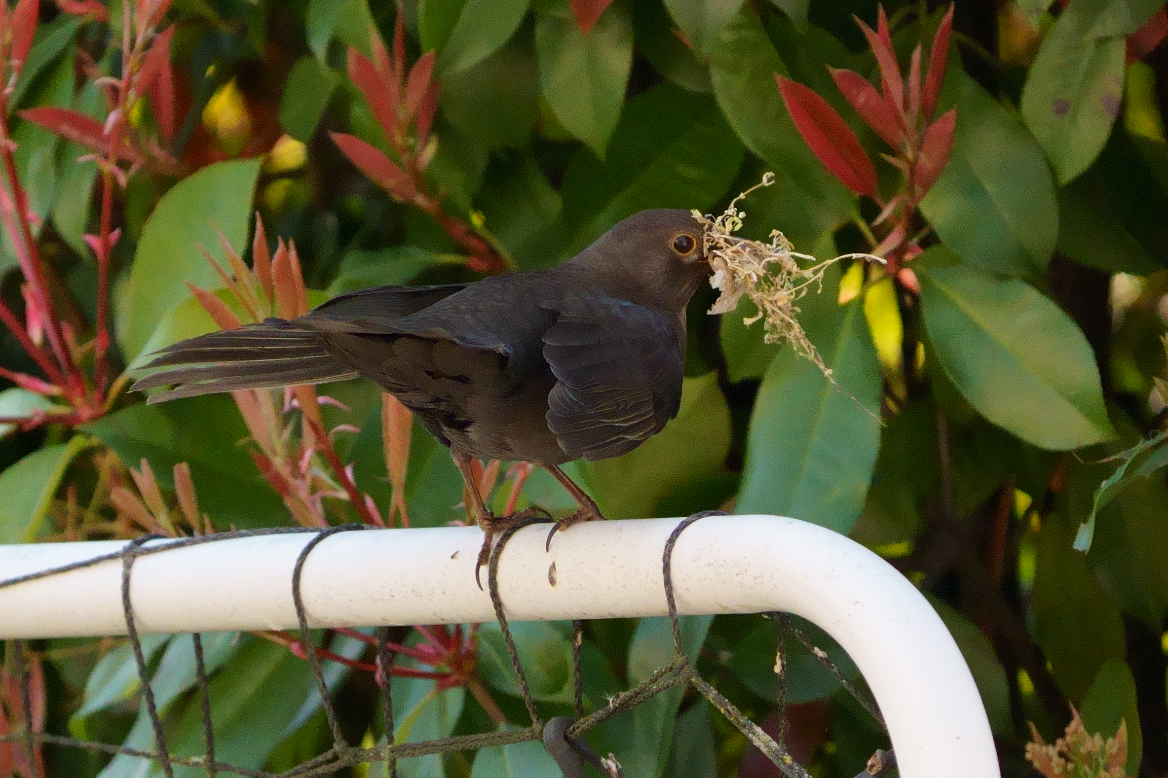 Female blackbird in nest construction
