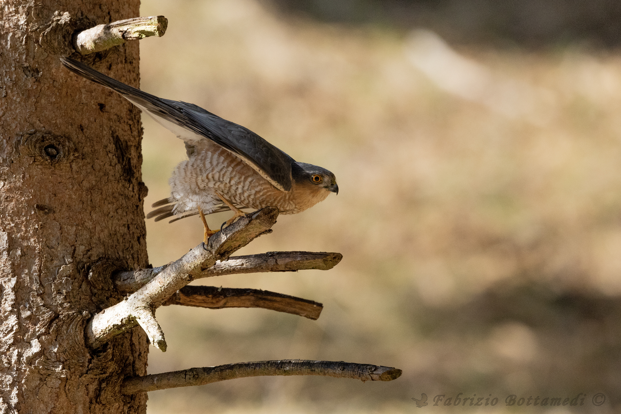 Sparrowhawk lurking....