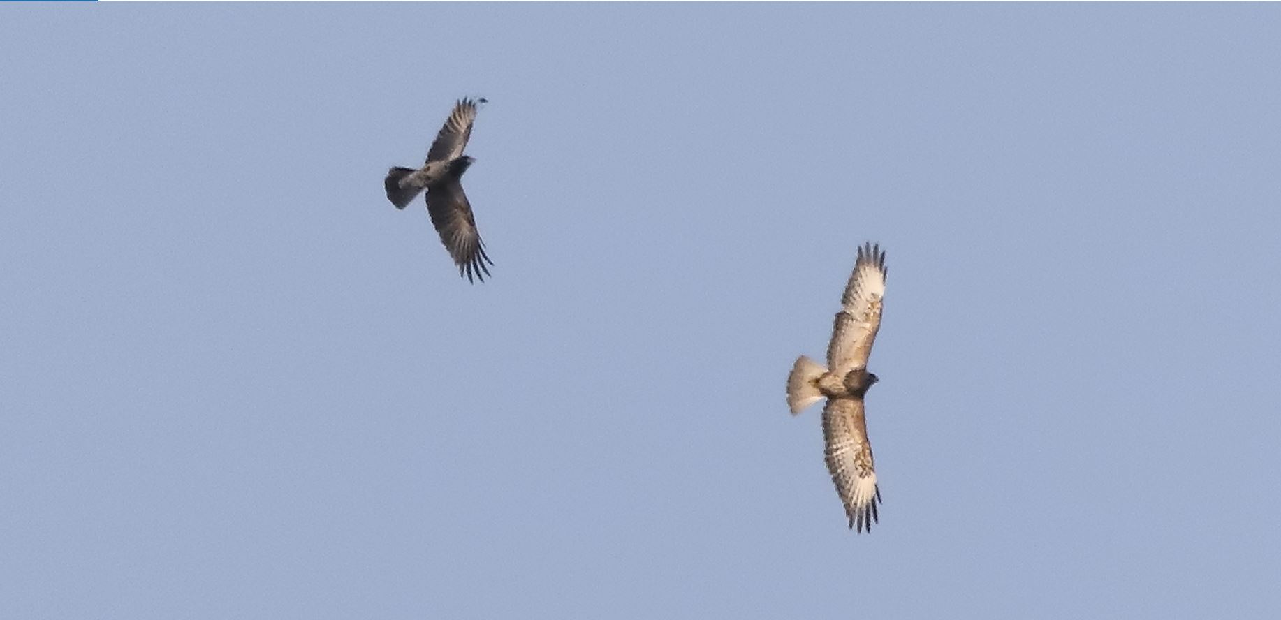 Buzzard 20-03-2022