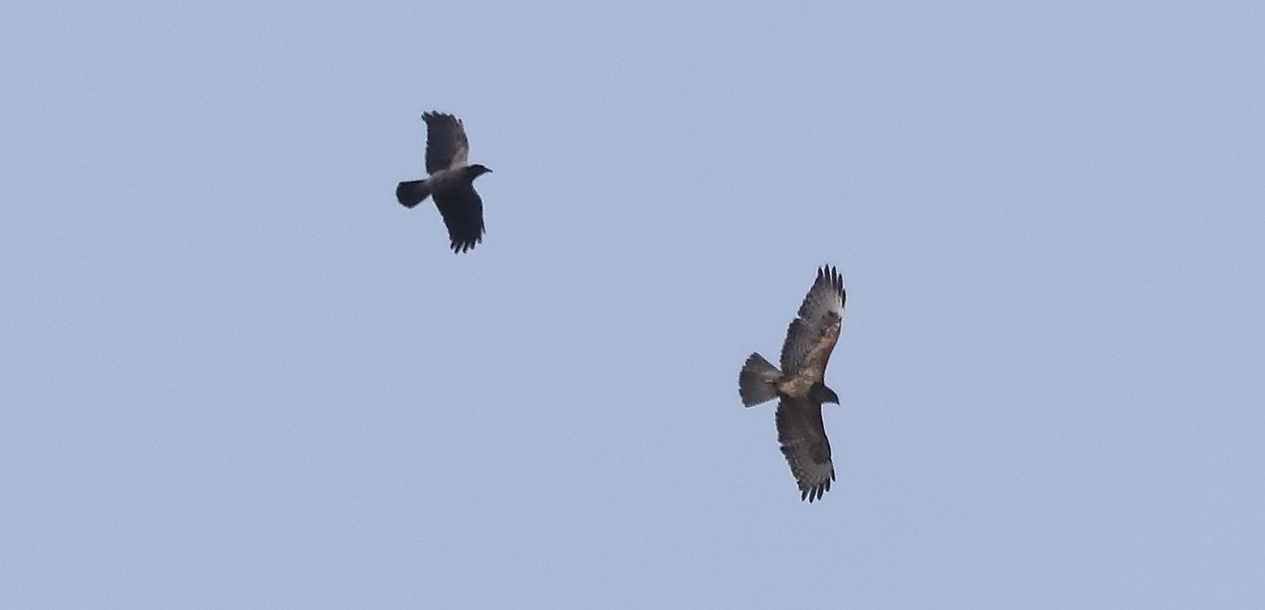 Buzzard 20-03-2022