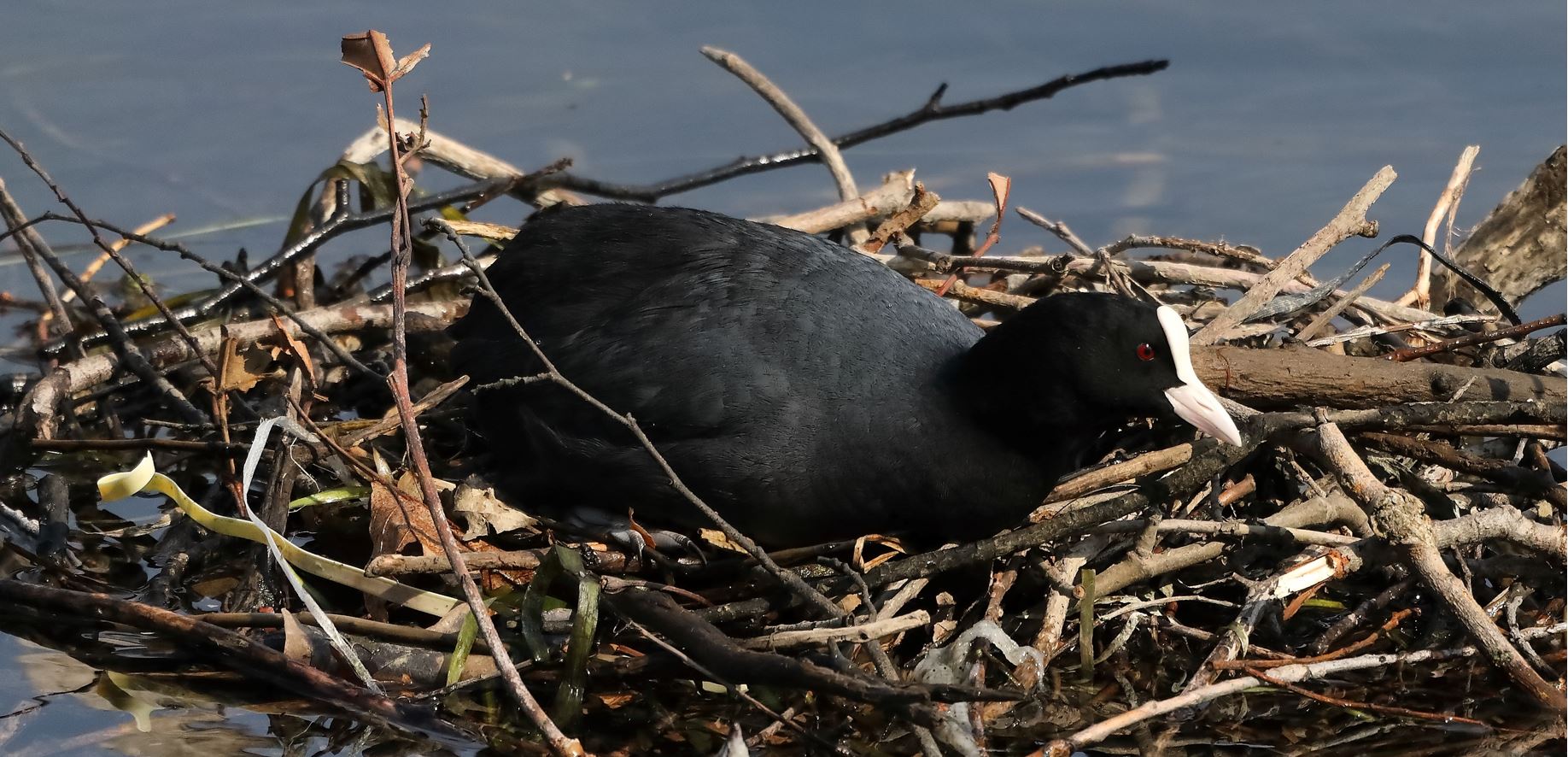coot 20-03-2022