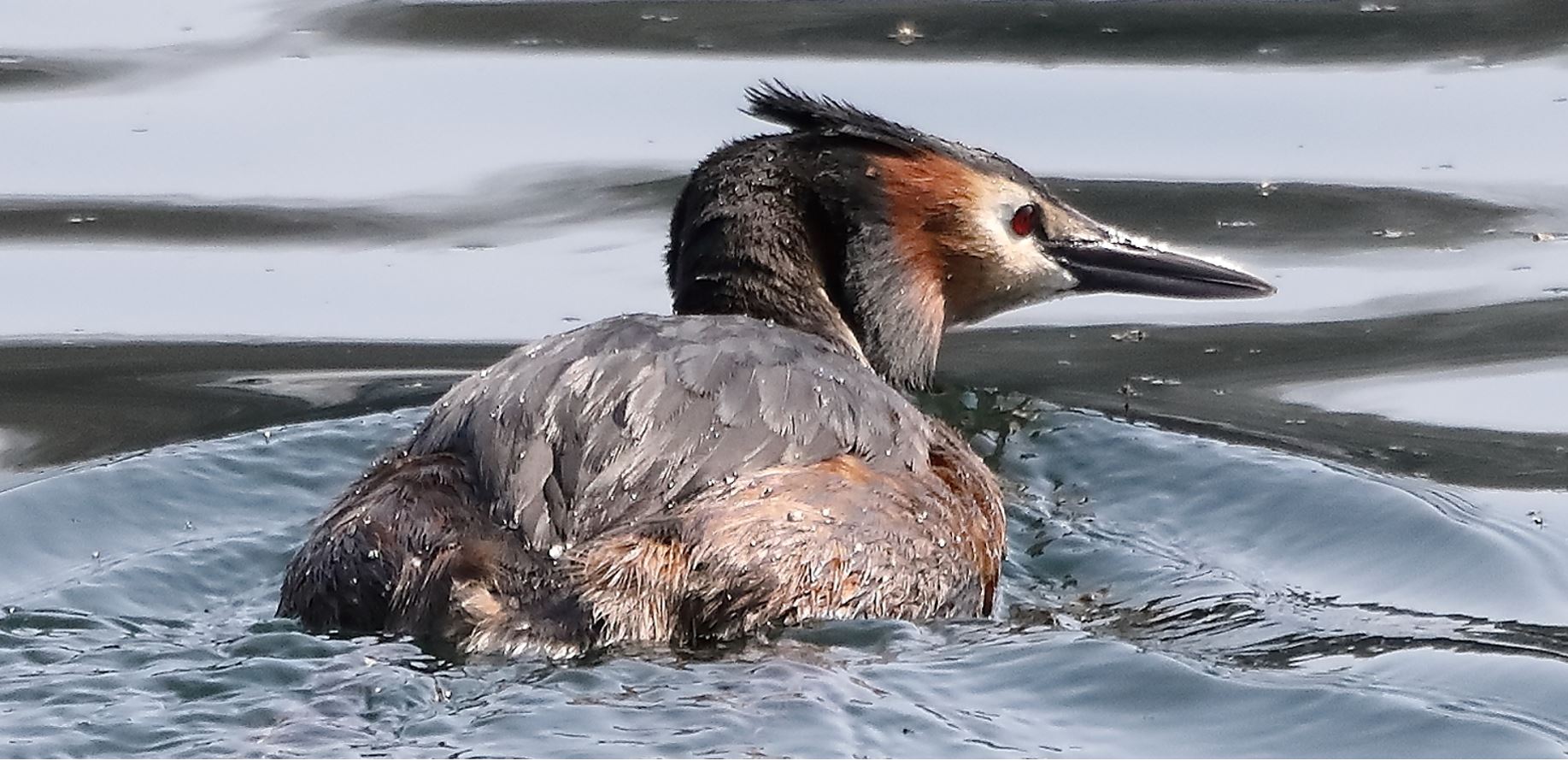 grebe 20-03-2022