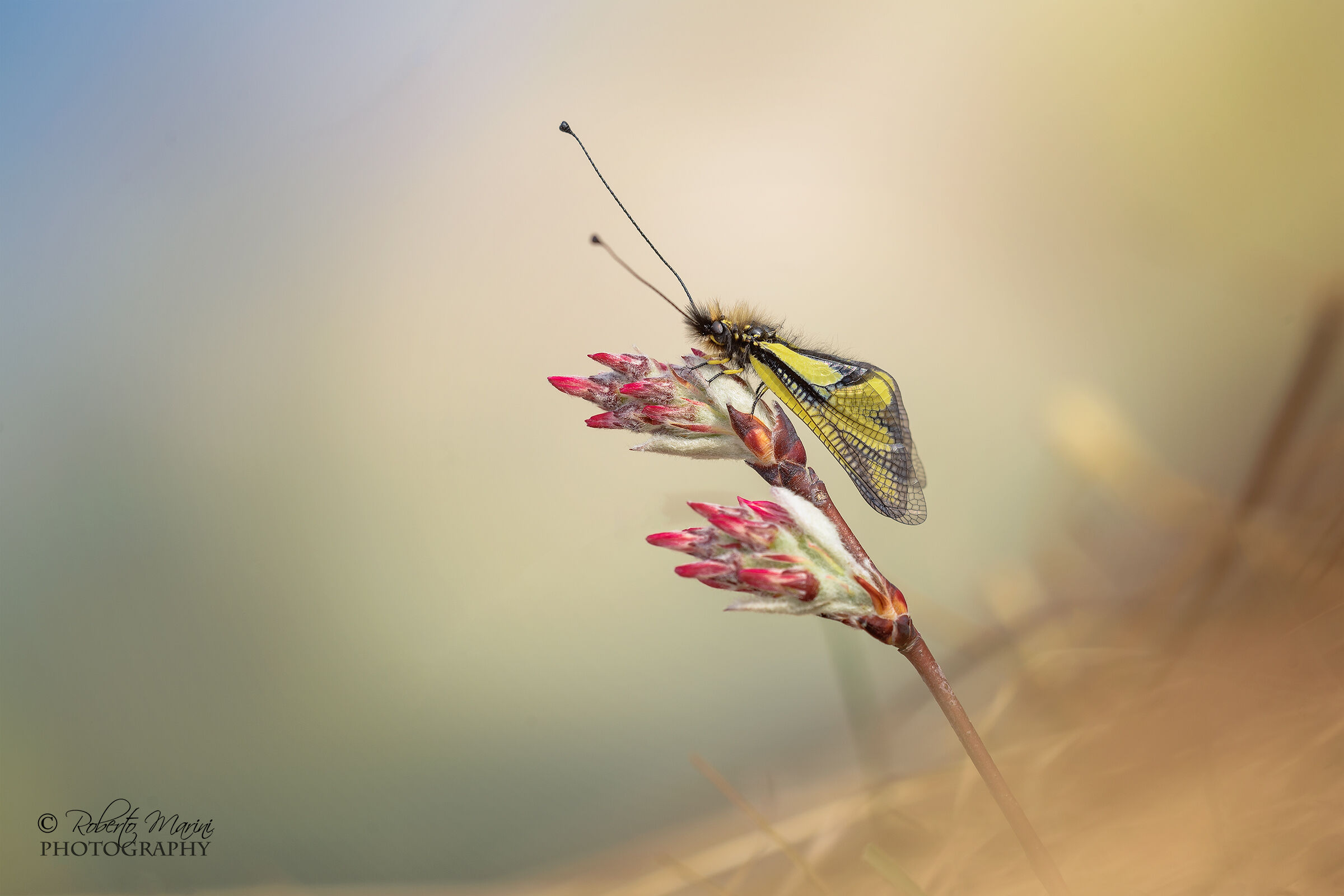 the fairy tale of the lubelloide