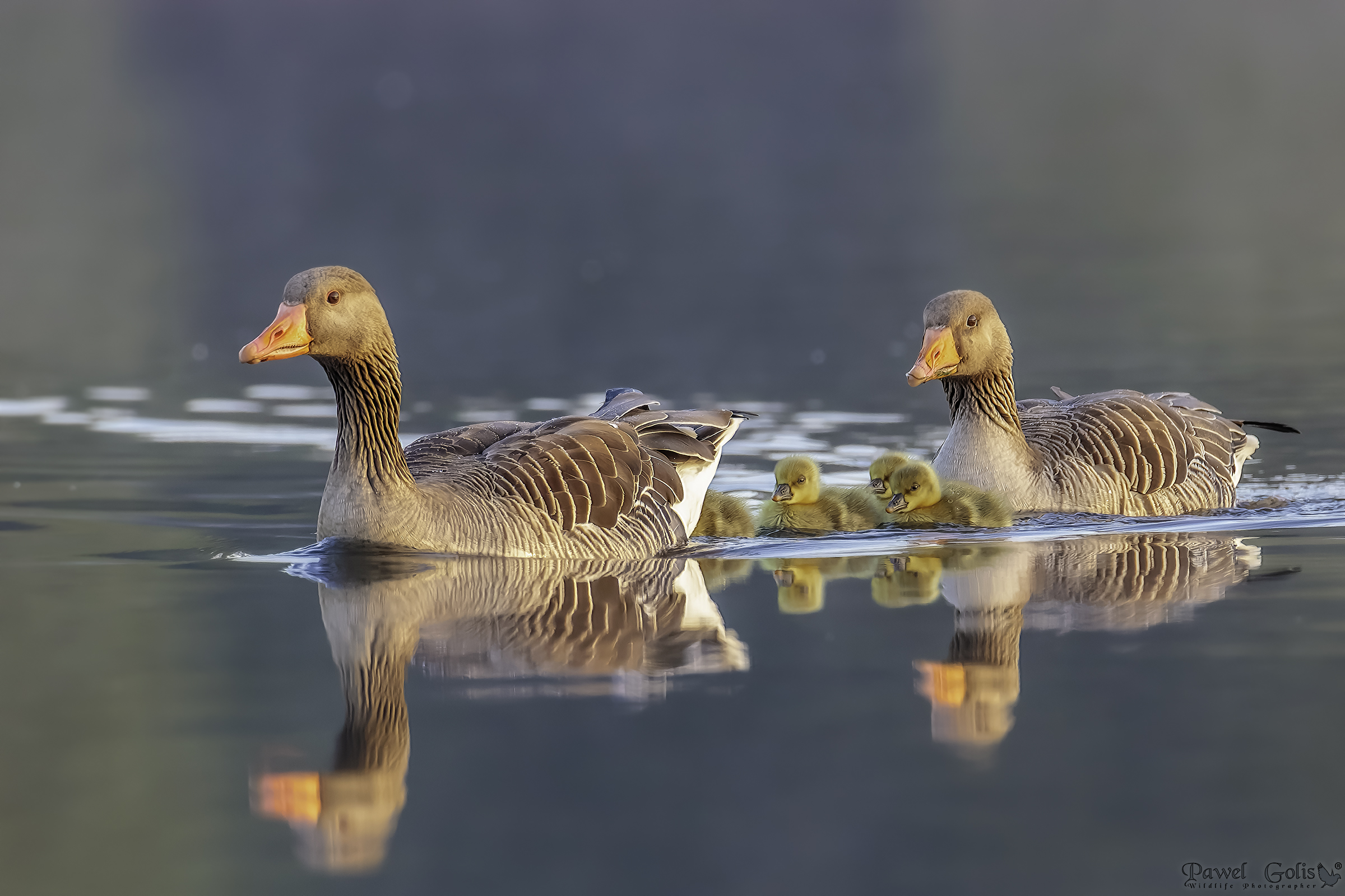 Oca Greylag (Anser anser)